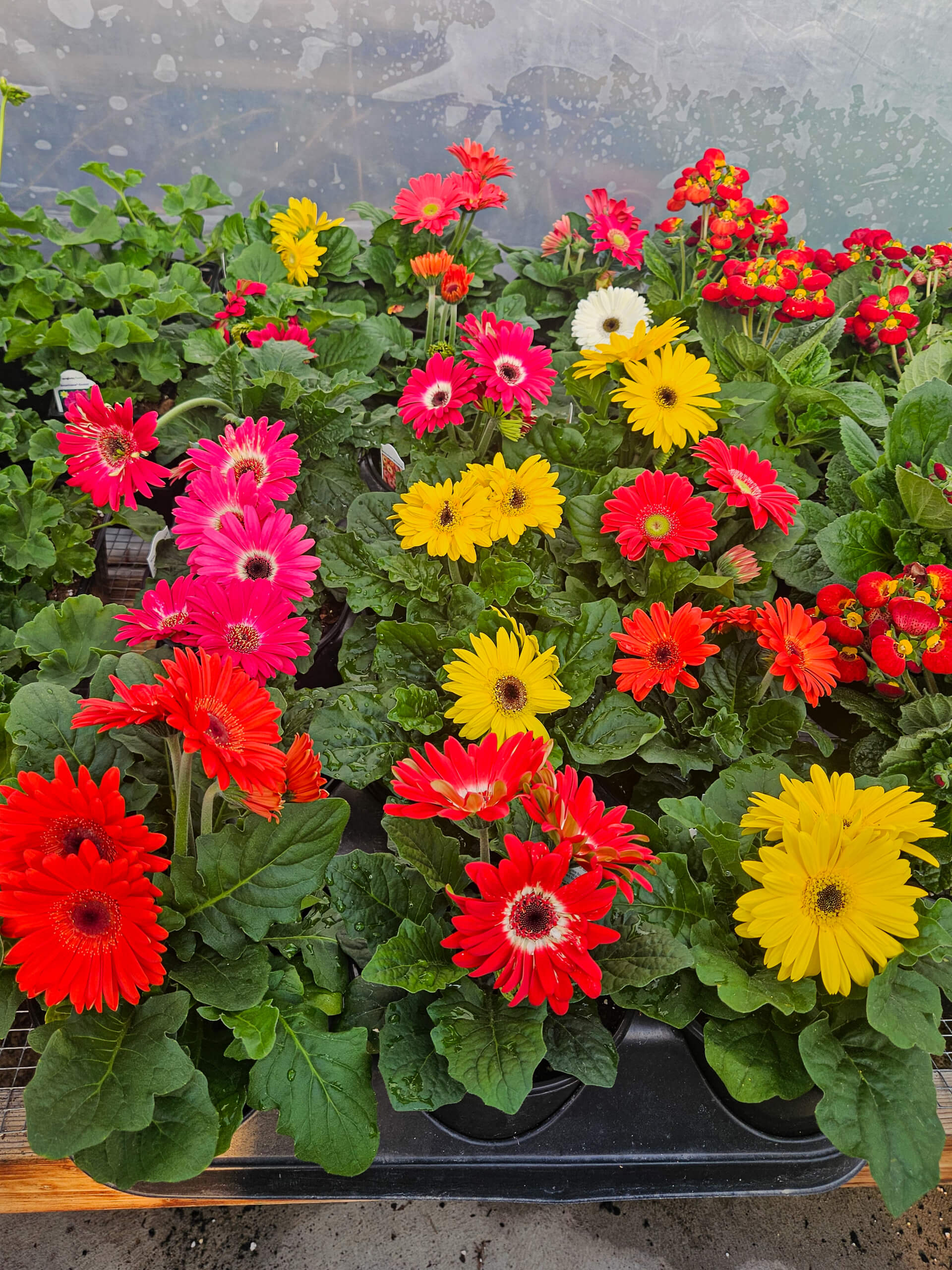 Flat Rock Greenhouse Ava IL Potted Gerbera daisies in red, yellow, pink, and white bloom in rows on a greenhouse bench, surrounded by green leaves.