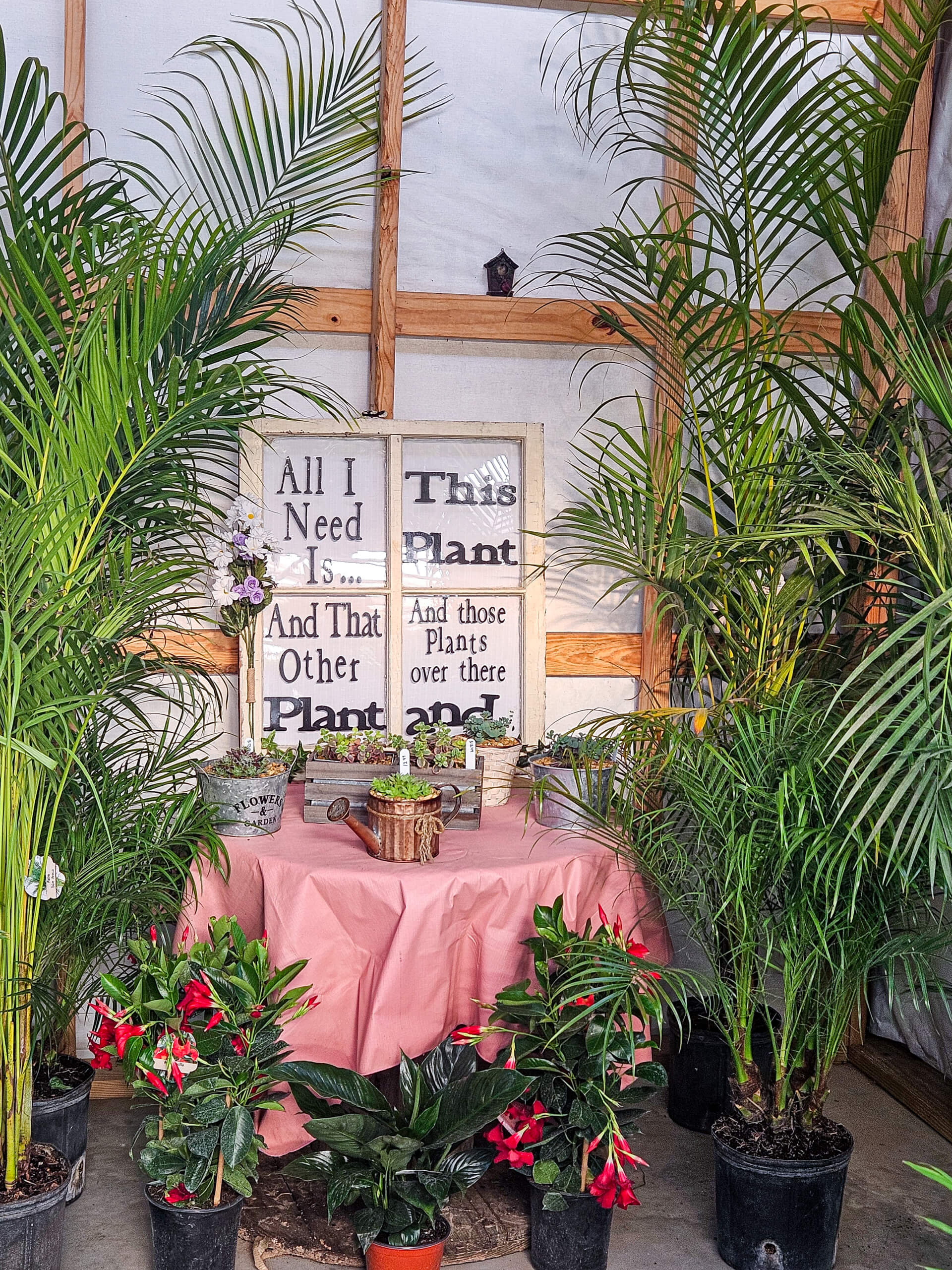 Flat Rock Greenhouse Ava IL A table with a pink cloth is surrounded by various potted plants, with a decorative sign in the background reading "All I Need Is... This Plant and That Plant and those Plants over there.