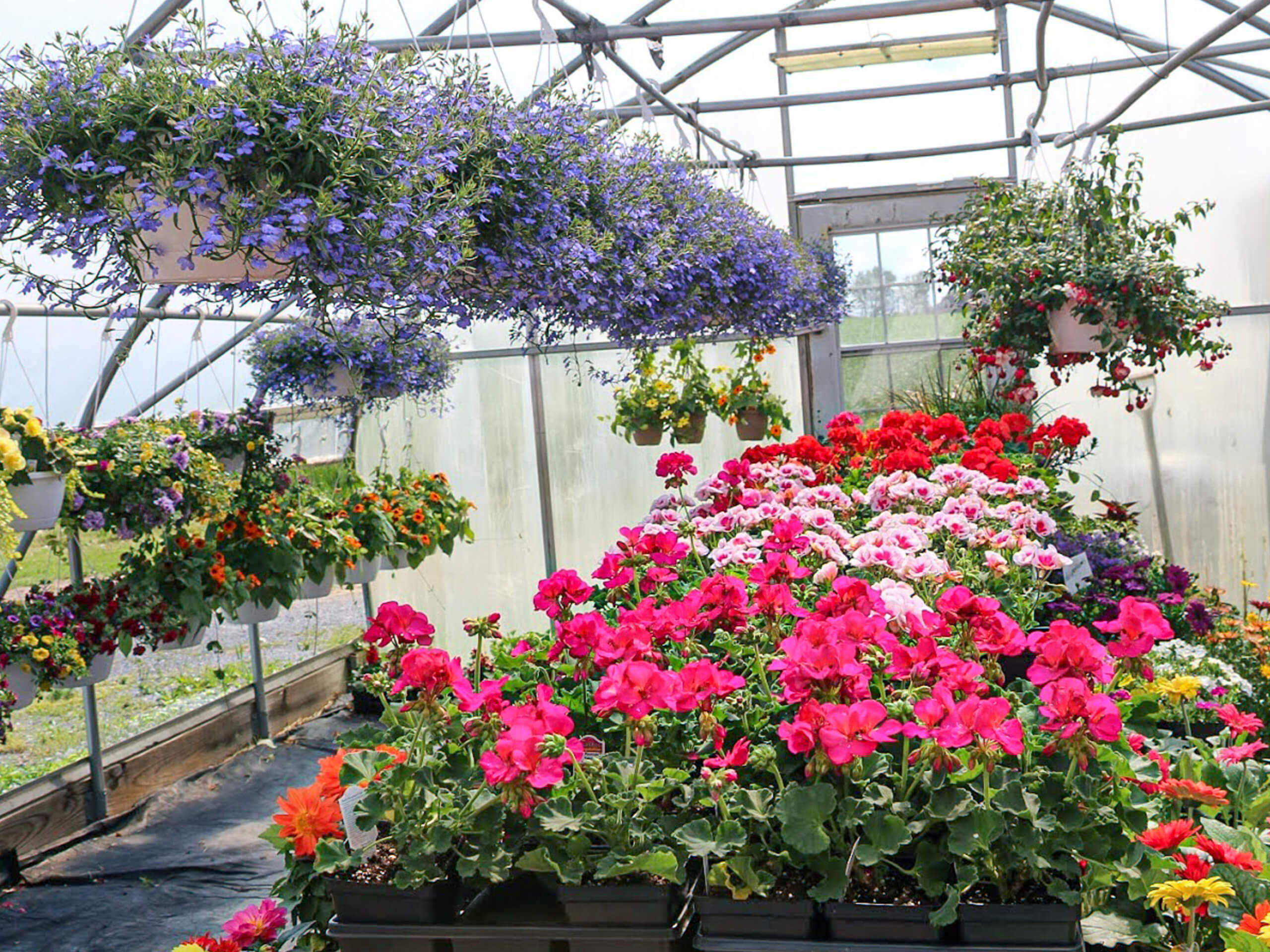 Maple Arch Farm Market Cochranville PA Rows of colorful flowers and hanging plants inside a greenhouse with sunlight streaming through the transparent ceiling and walls.
