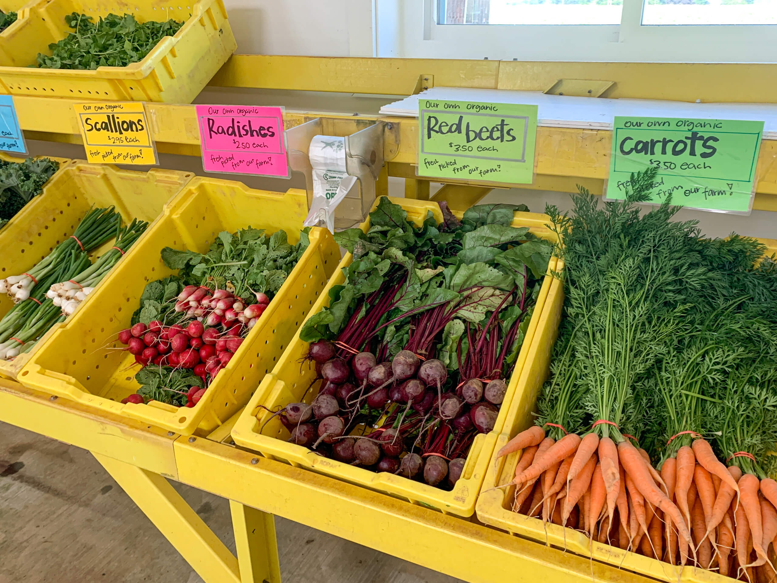 Maple Arch Farm Market Cochranville PA Yellow bins display scallions, radishes, red beets, and carrots for sale at a farm stand, each labeled with colorful signs.