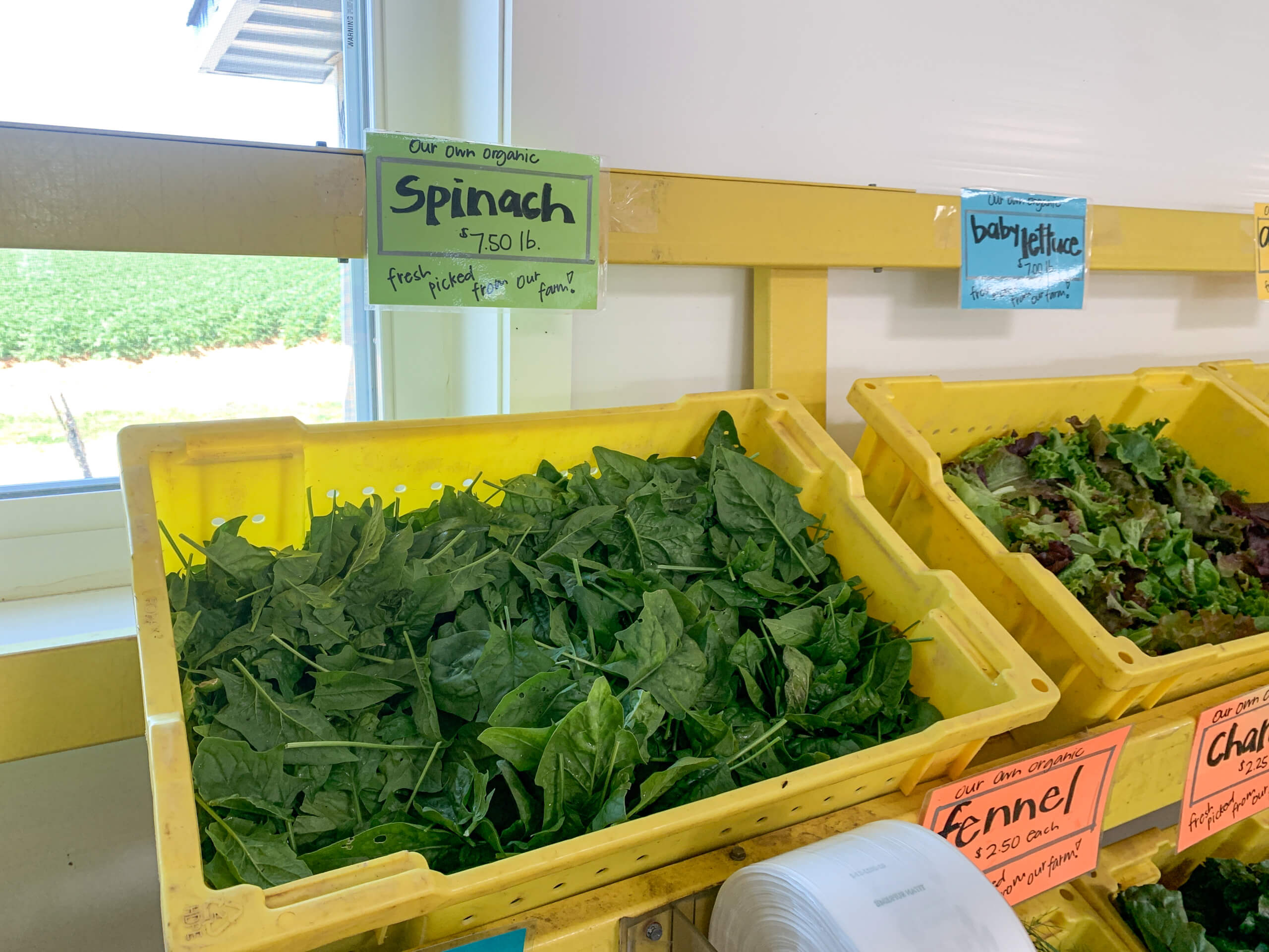 Maple Arch Farm Market Cochranville PA A yellow bin filled with fresh organic spinach sits on a shelf next to mixed greens, labeled with a sign listing the price as $7.50 per pound.
