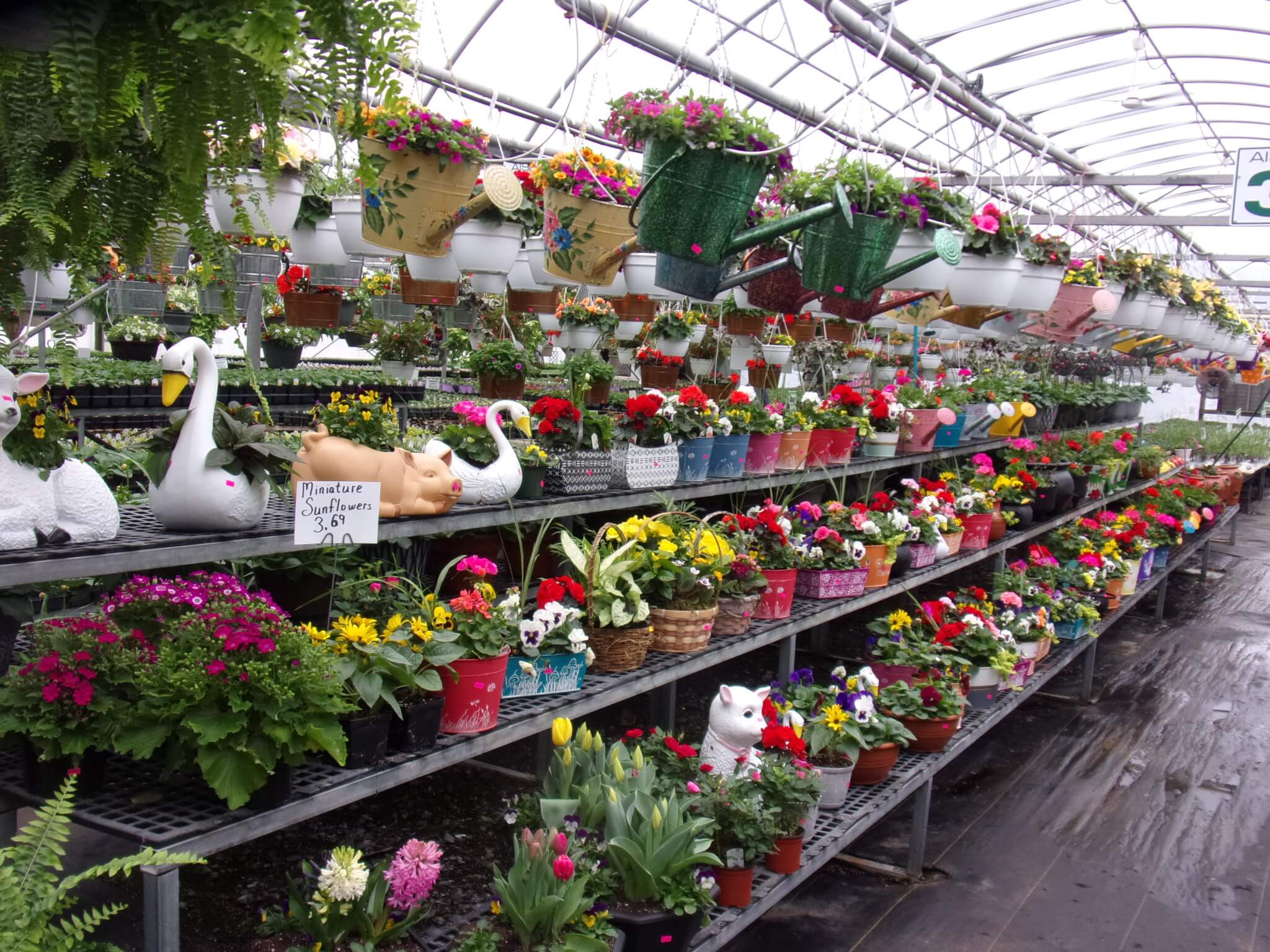 Rows of flowering potted plants and hanging baskets displayed on metal shelves in a greenhouse, with decorative planters shaped like swans and rabbits.