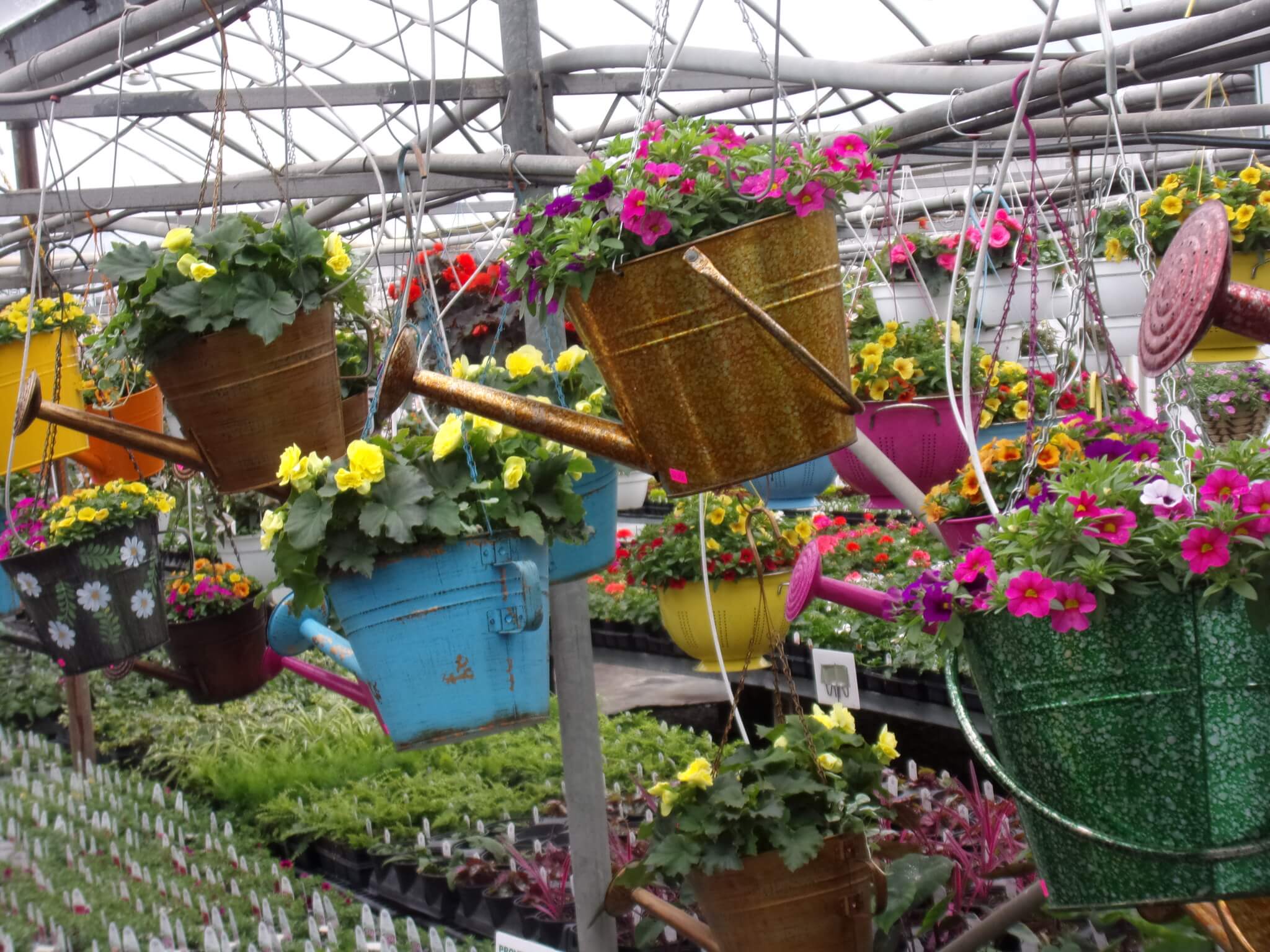 Hanging watering cans filled with colorful flowering plants are displayed in a greenhouse, with rows of seedlings visible below.
