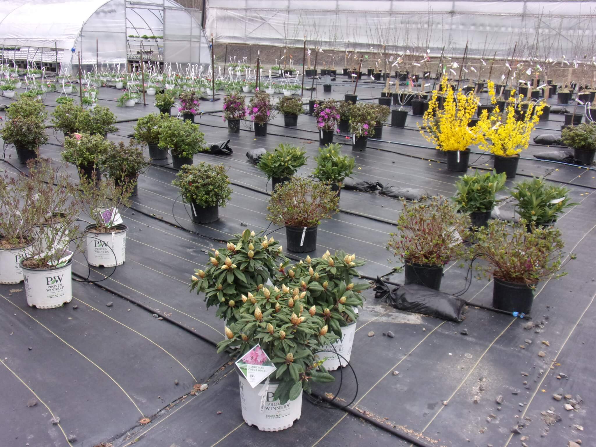 Potted flowering plants arranged in rows inside a greenhouse, with drip irrigation tubes on the ground and additional plants in the background.