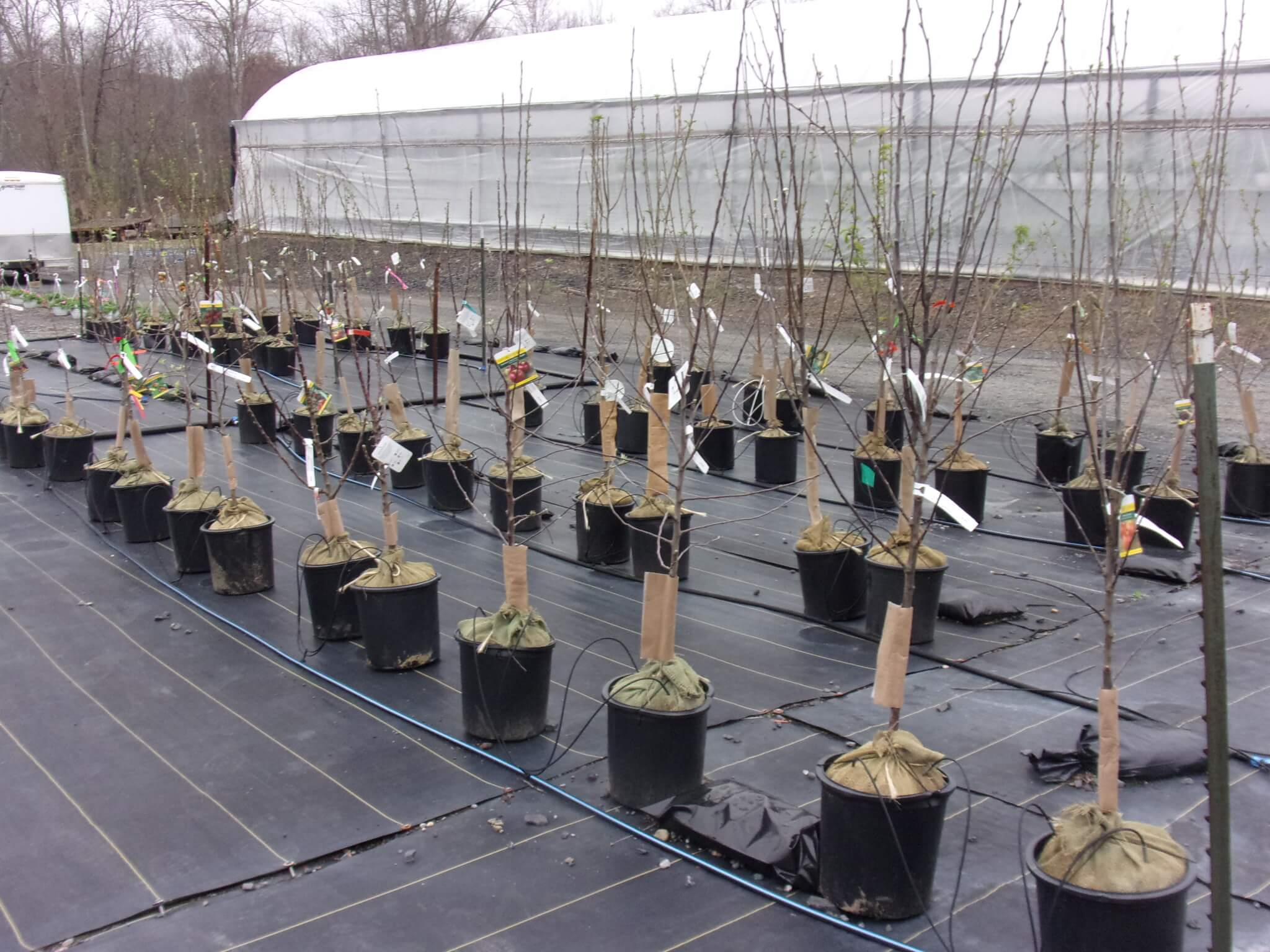 Rows of young potted trees with tags and protective coverings are lined up on a black tarp next to a greenhouse.