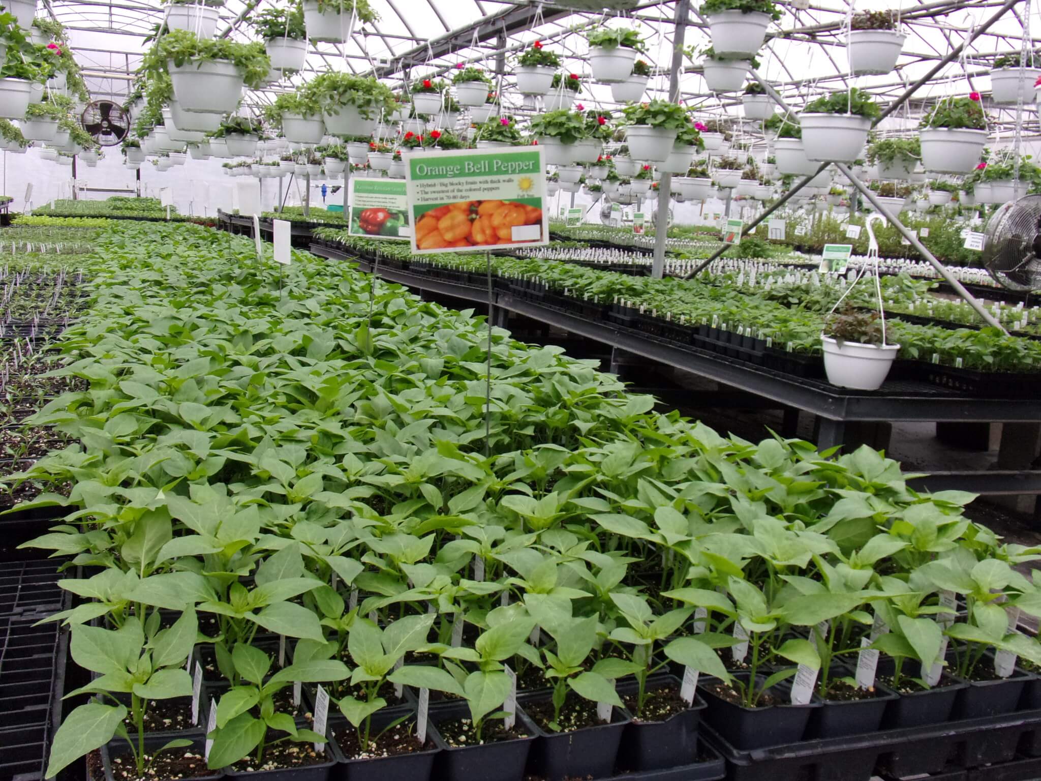 Rows of young pepper plants in a greenhouse with a sign labeled "Orange Bell Pepper"; white hanging planters are visible above.