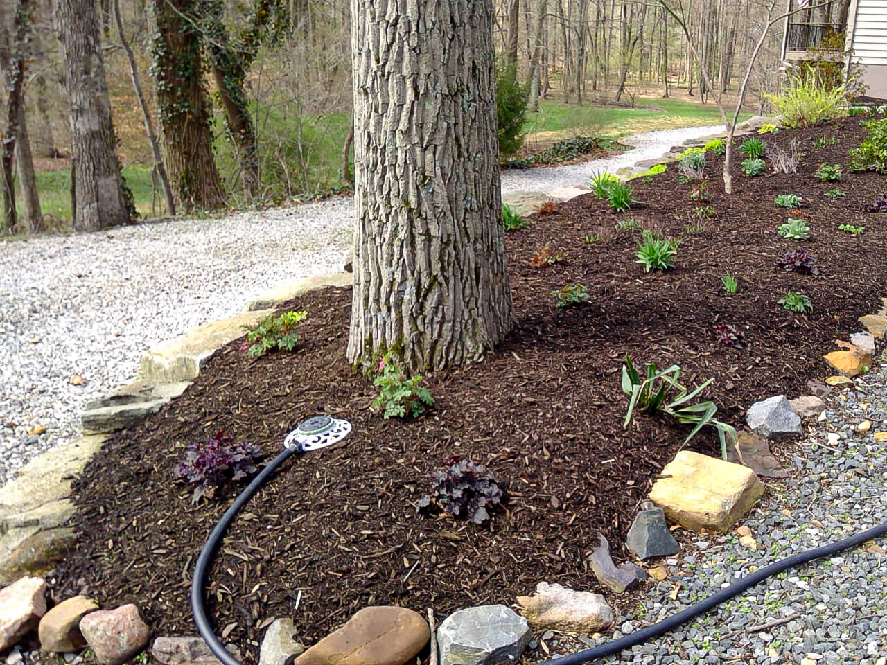 A mulched garden bed with young plants surrounds a large tree, bordered by stones, with a hose and sprinkler on the ground; a gravel path runs nearby.