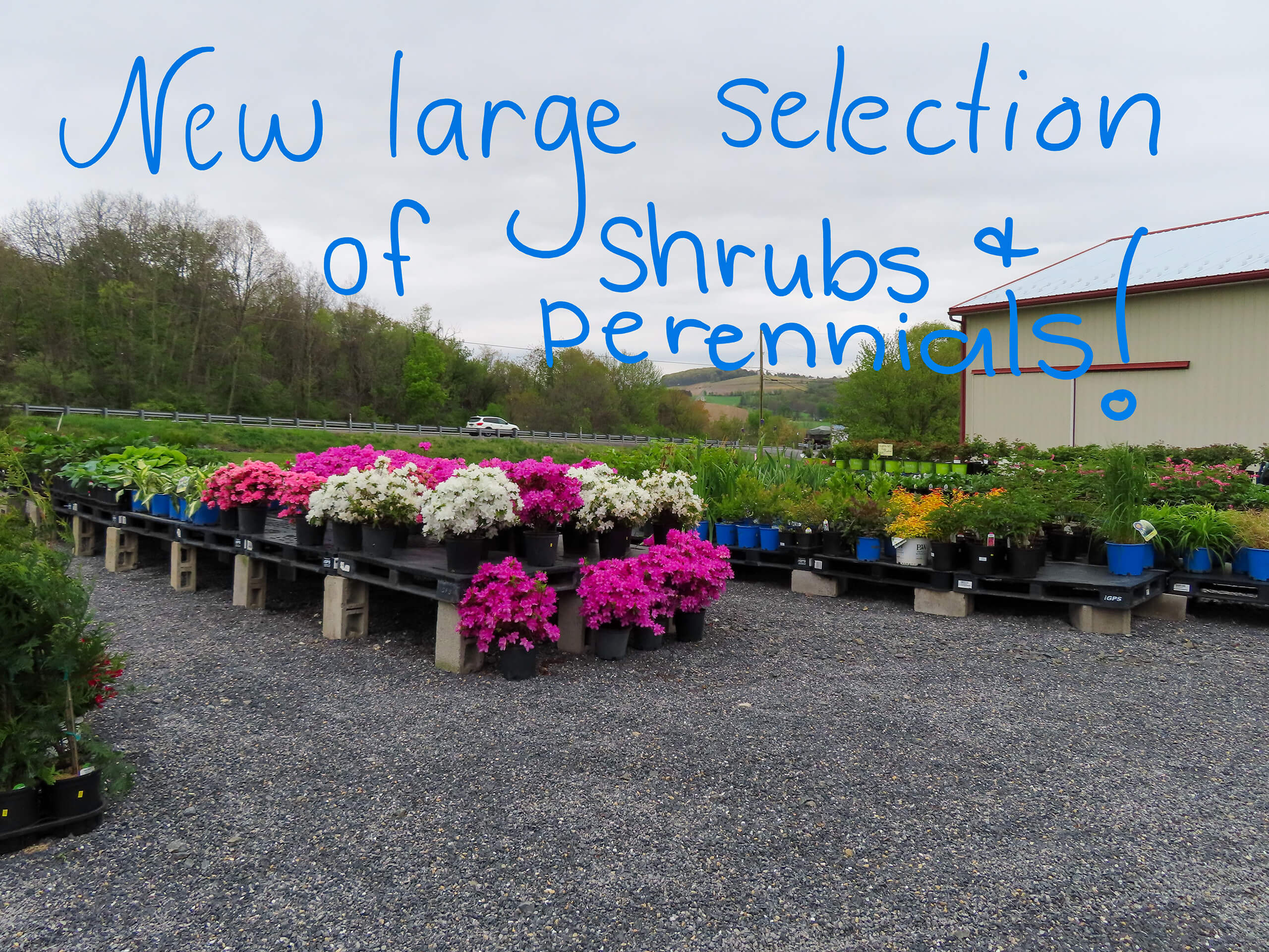 Sensenig Country Market Danville PA Rows of colorful shrubs and perennials are displayed on tables outside, with a handwritten sign reading, "New large selection of shrubs & perennials!.