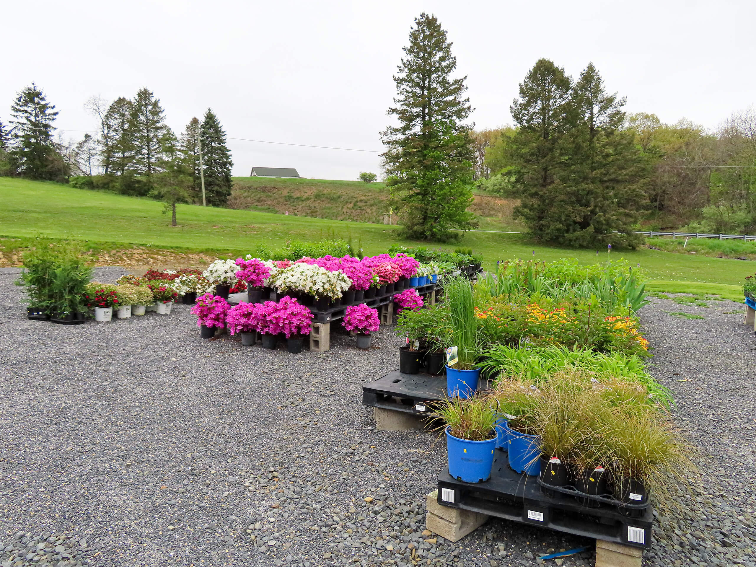 Sensenig Country Market Danville PA Potted flowers and plants arranged on pallets outdoors in a gravel lot, with trees and grass in the background.