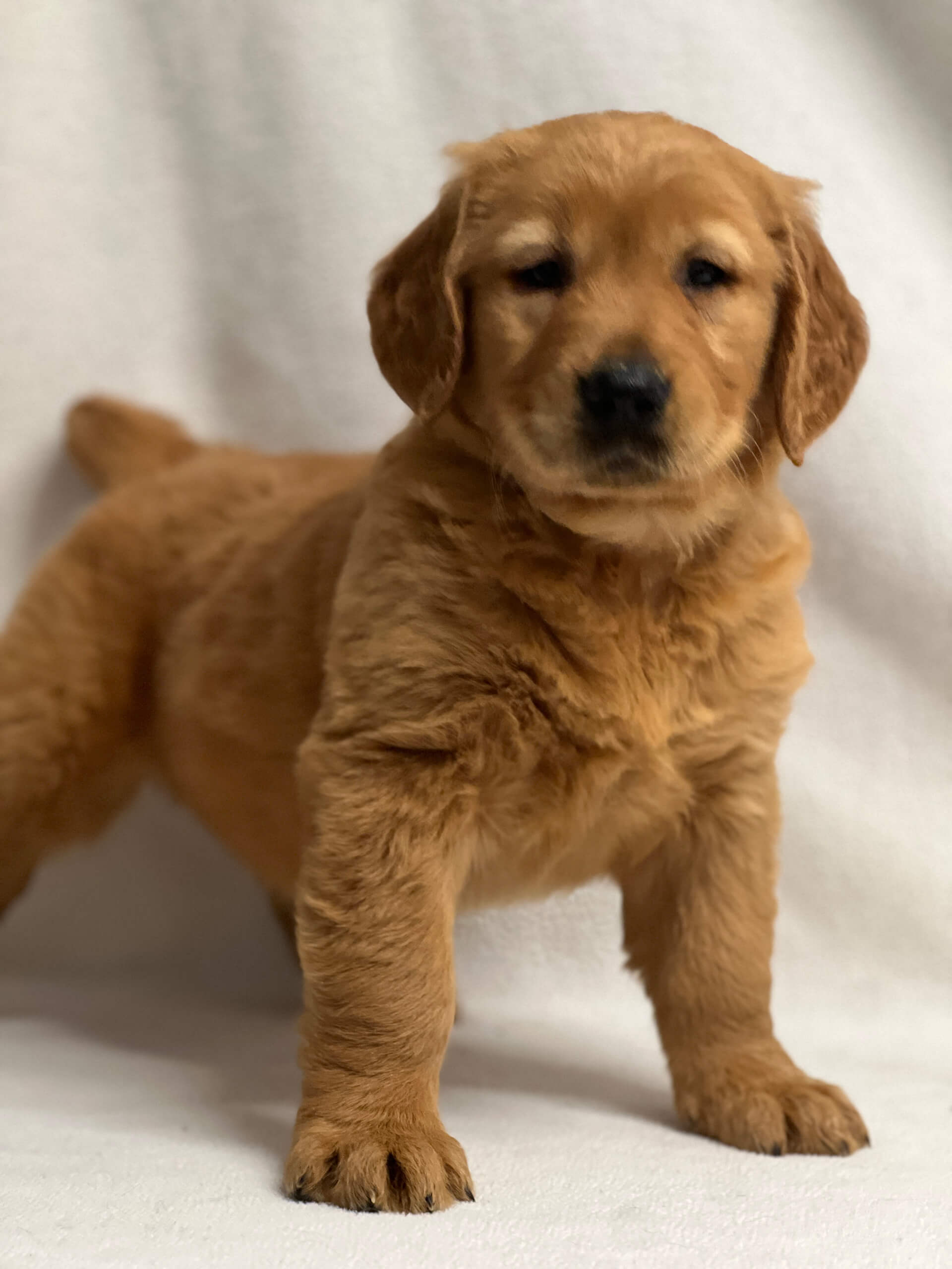 5.15.26 Yoder's Puppy Companions Gallery 1 A golden retriever puppy stands on a white surface, facing forward with its head slightly tilted.