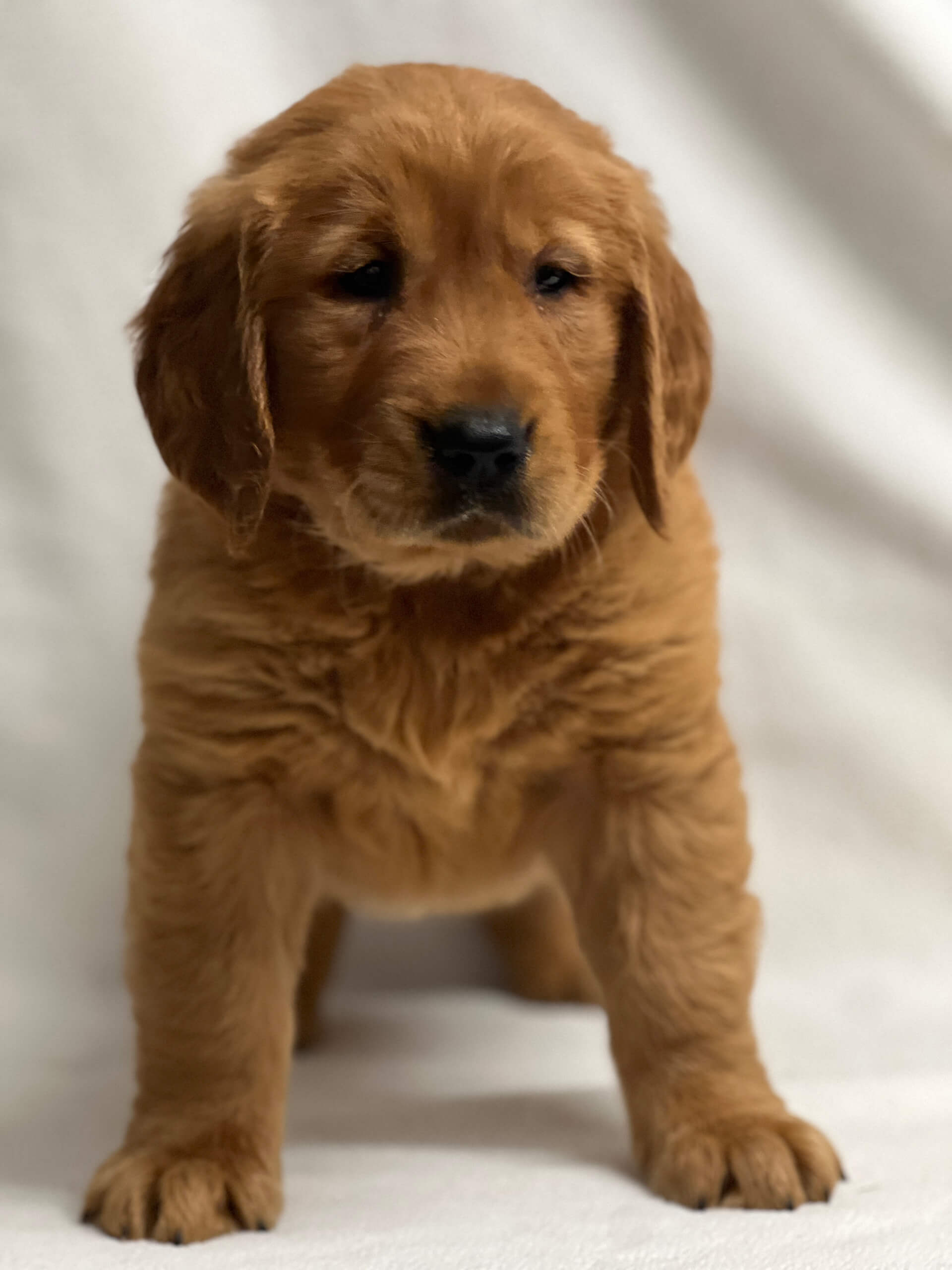 5.15.26 Yoder's Puppy Companions Gallery 2 A golden retriever puppy stands on a white surface, facing the camera with a slightly serious expression.