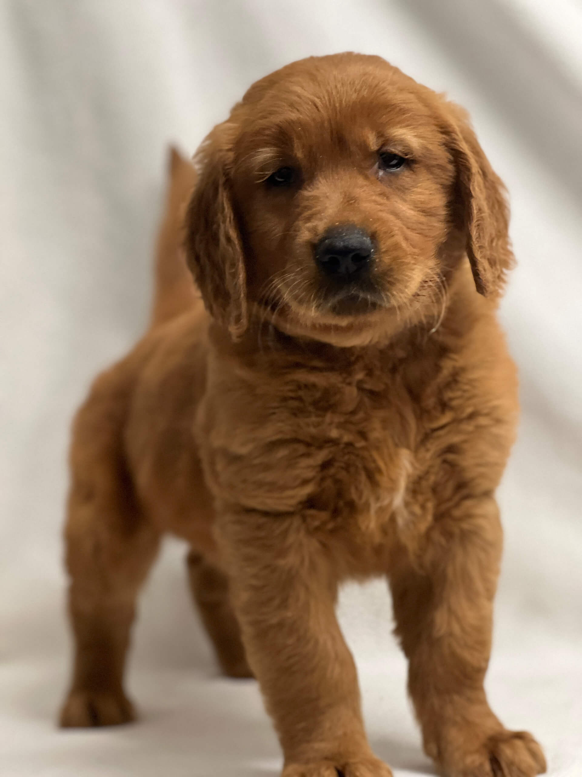 5.15.26 Yoder's Puppy Companions Gallery 3 A brown puppy with floppy ears stands on a white background, looking toward the camera.