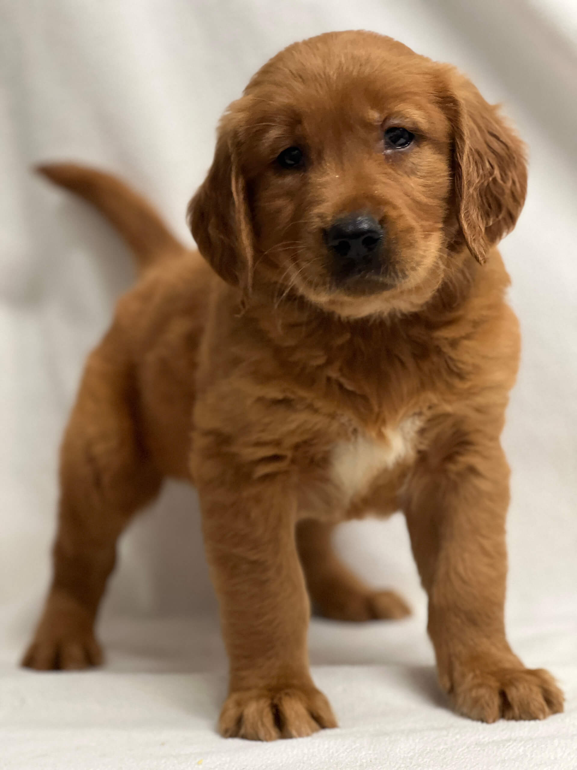 5.15.26 Yoder's Puppy Companions Gallery 4 A golden retriever puppy stands on a white surface, looking at the camera with a slightly tilted head.