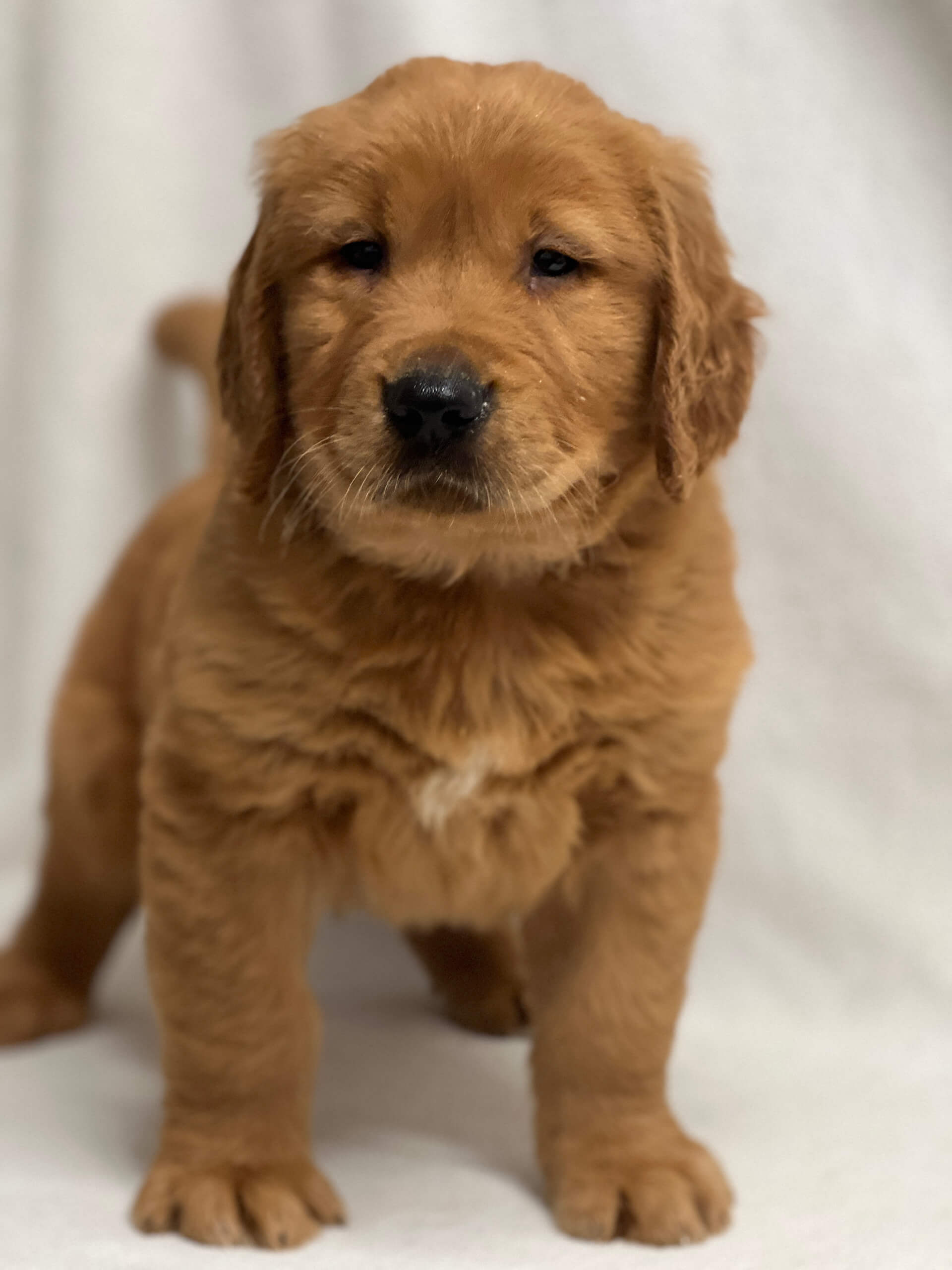 5.15.26 Yoder's Puppy Companions Gallery 5 A fluffy brown puppy with a small white patch on its chest stands on a white surface, facing the camera.