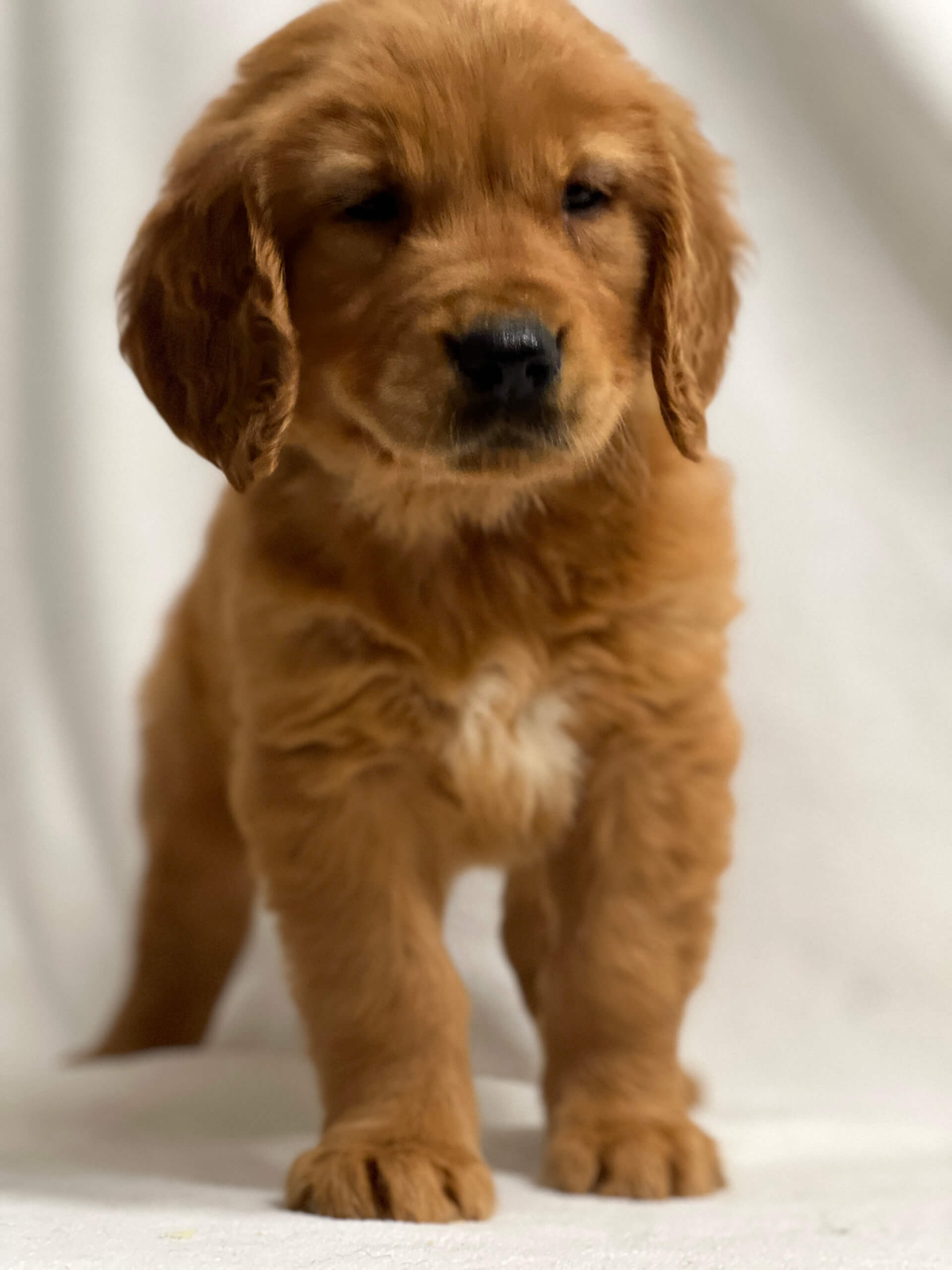5.15.26 Yoder's Puppy Companions Gallery 6 A golden retriever puppy stands on a white surface with a white background, looking slightly downward.