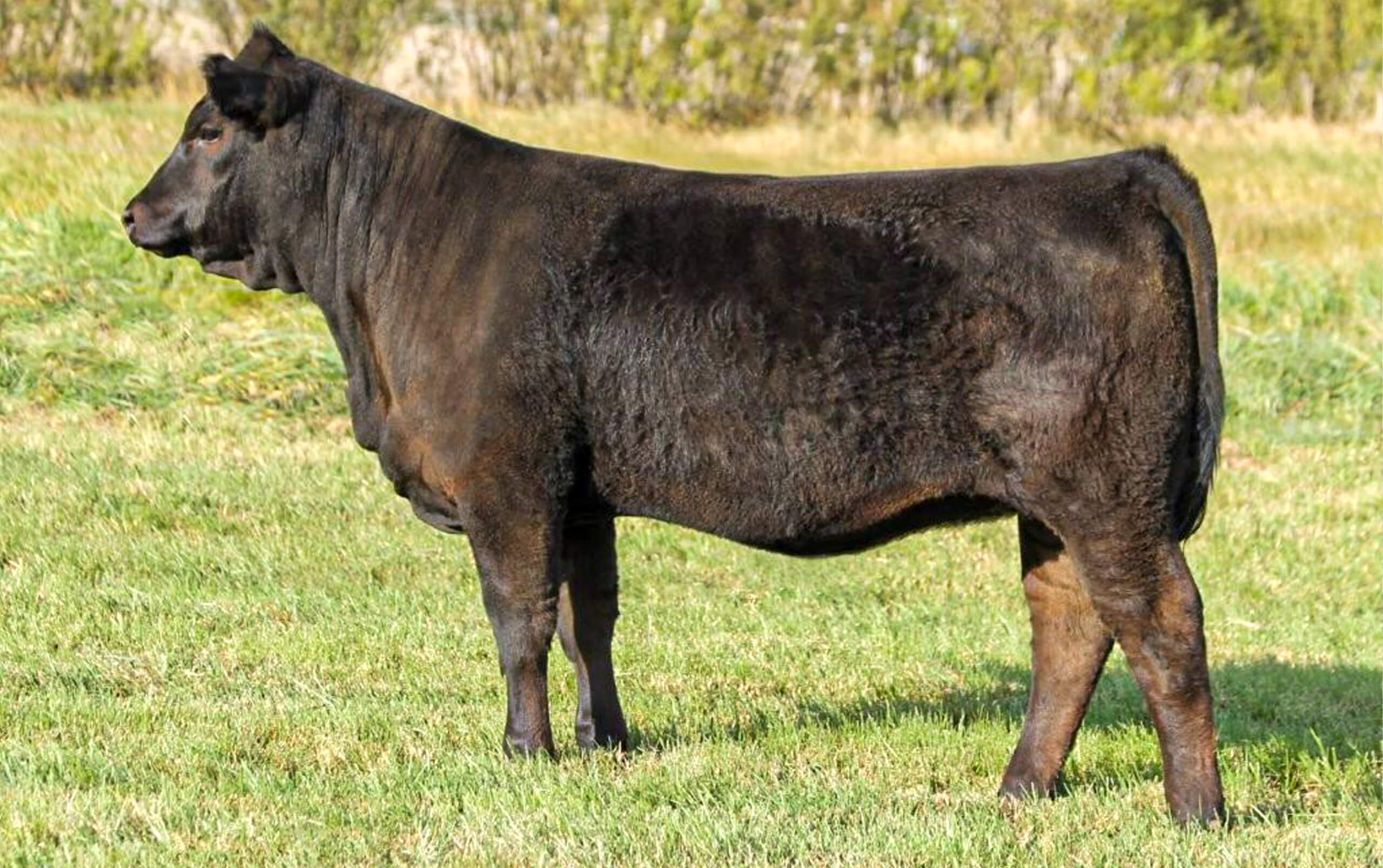 A black cow stands on green grass in an outdoor field, facing left, with trees in the background.