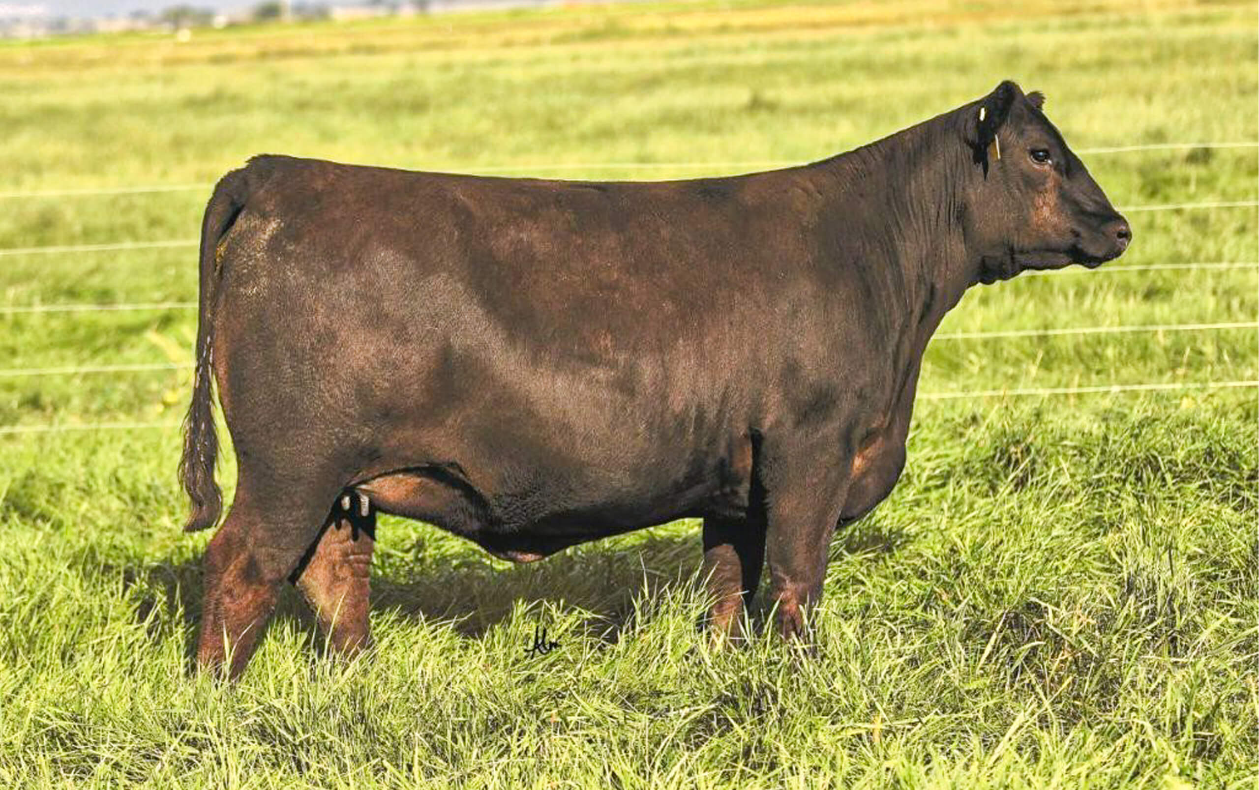 A black cow standing in a grassy field near a wire fence.