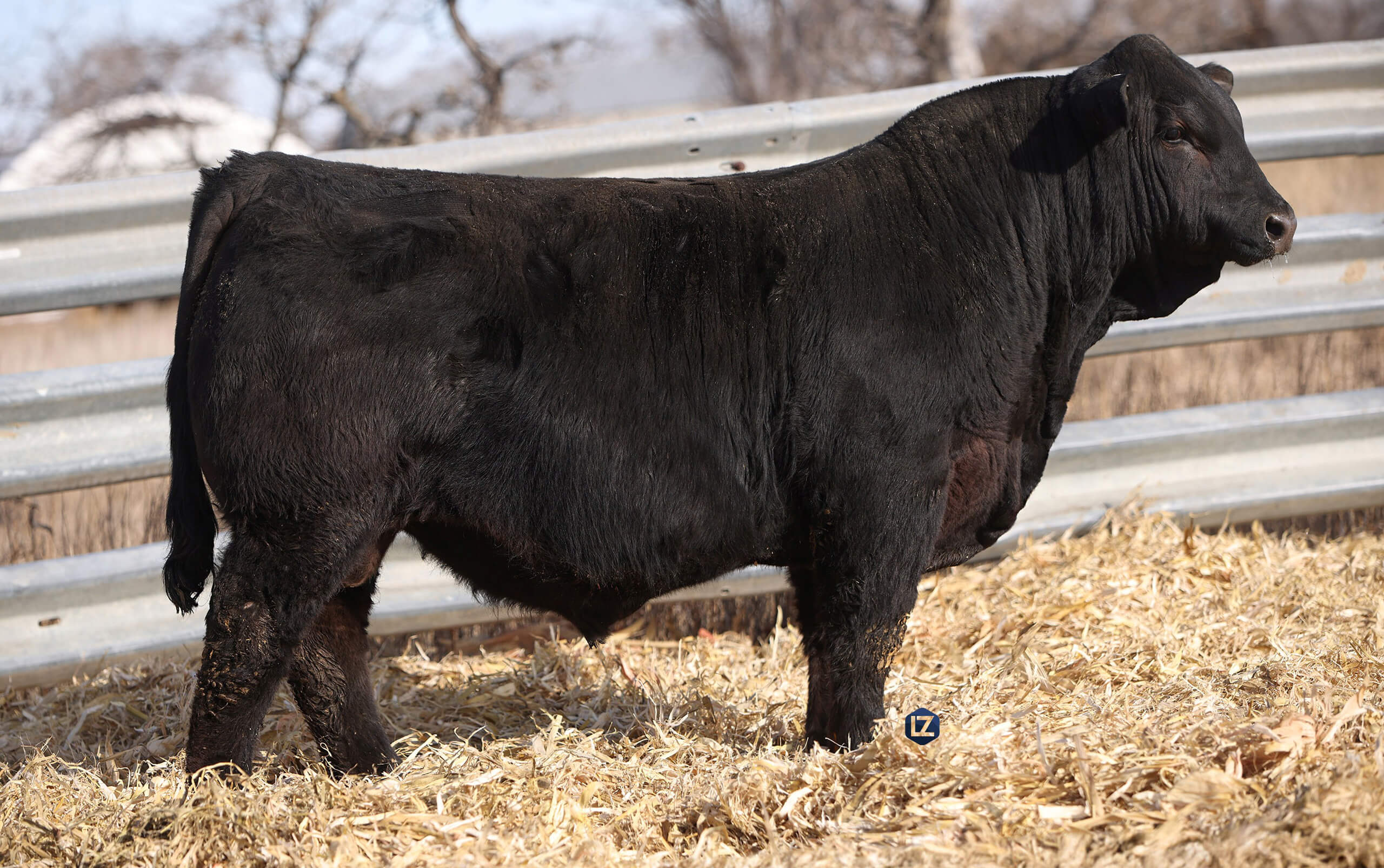 5.22.26 Misty Morning Limousin WZRK Nailed It 3015N A black bull stands on straw in an outdoor enclosure with a metal fence and bare trees in the background.
