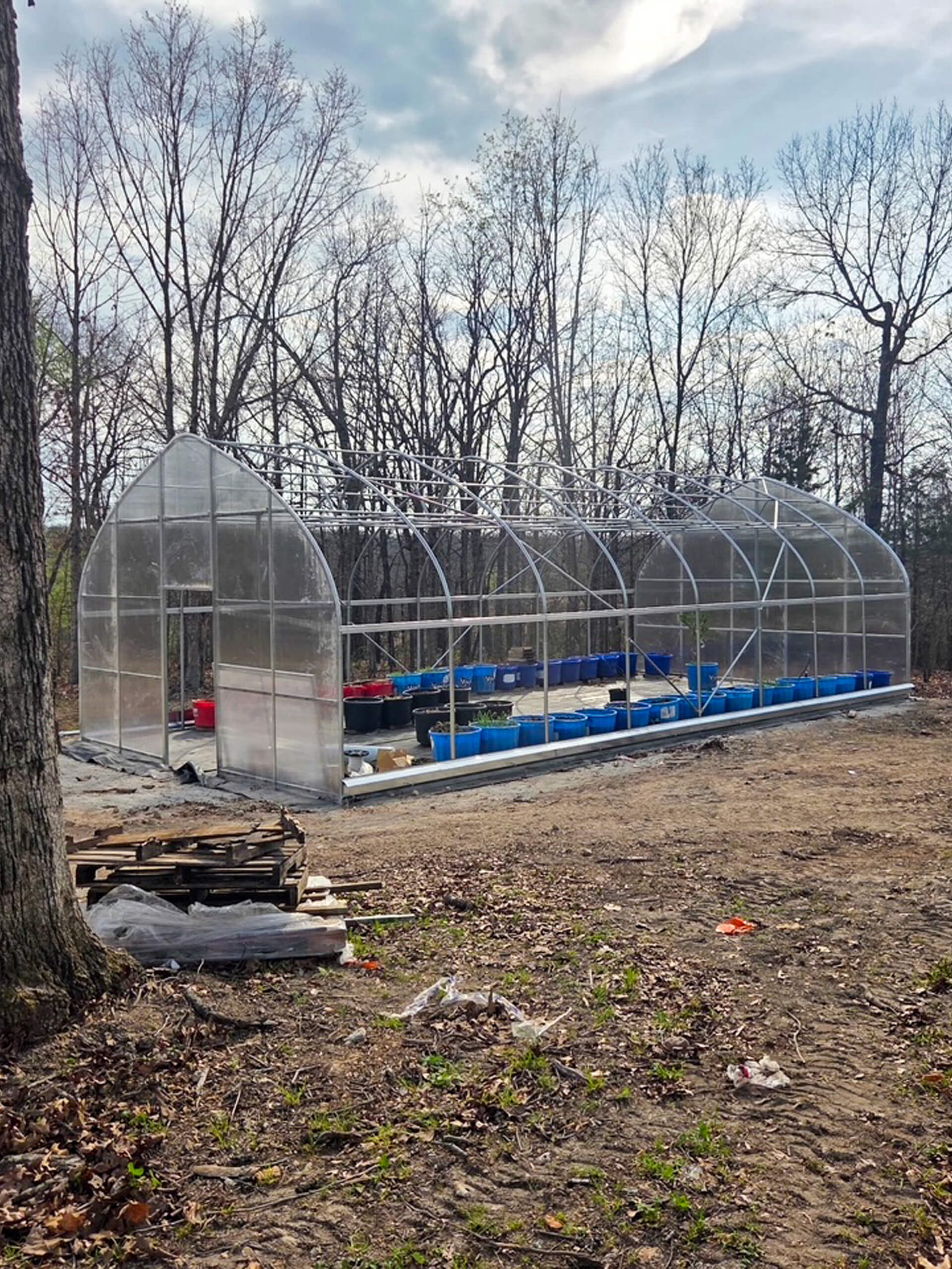 Sunny Crest Acres Versailles MO A transparent greenhouse stands on bare ground, surrounded by leafless trees, with blue containers and supplies visible inside. Wooden pallets and debris are nearby.