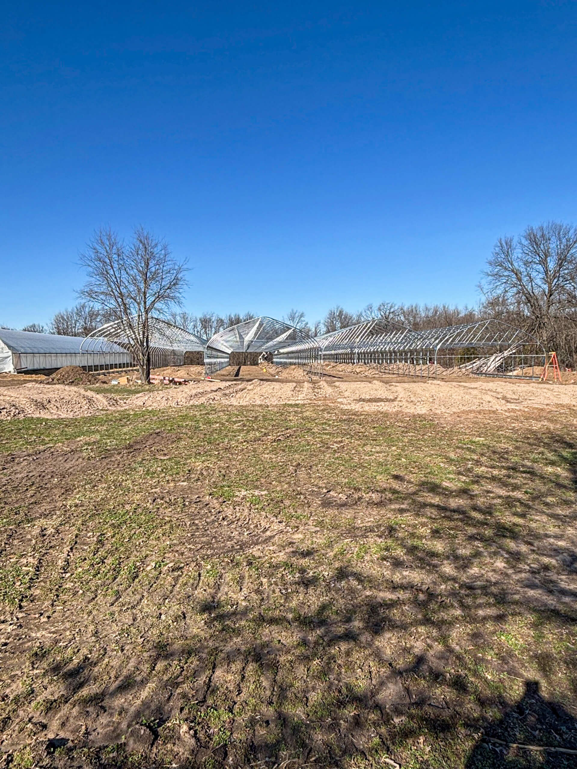 Sunny Crest Acres Versailles MO Several greenhouse frames stand on a dirt lot under a clear blue sky, with leafless trees in the background and patches of grass in the foreground.