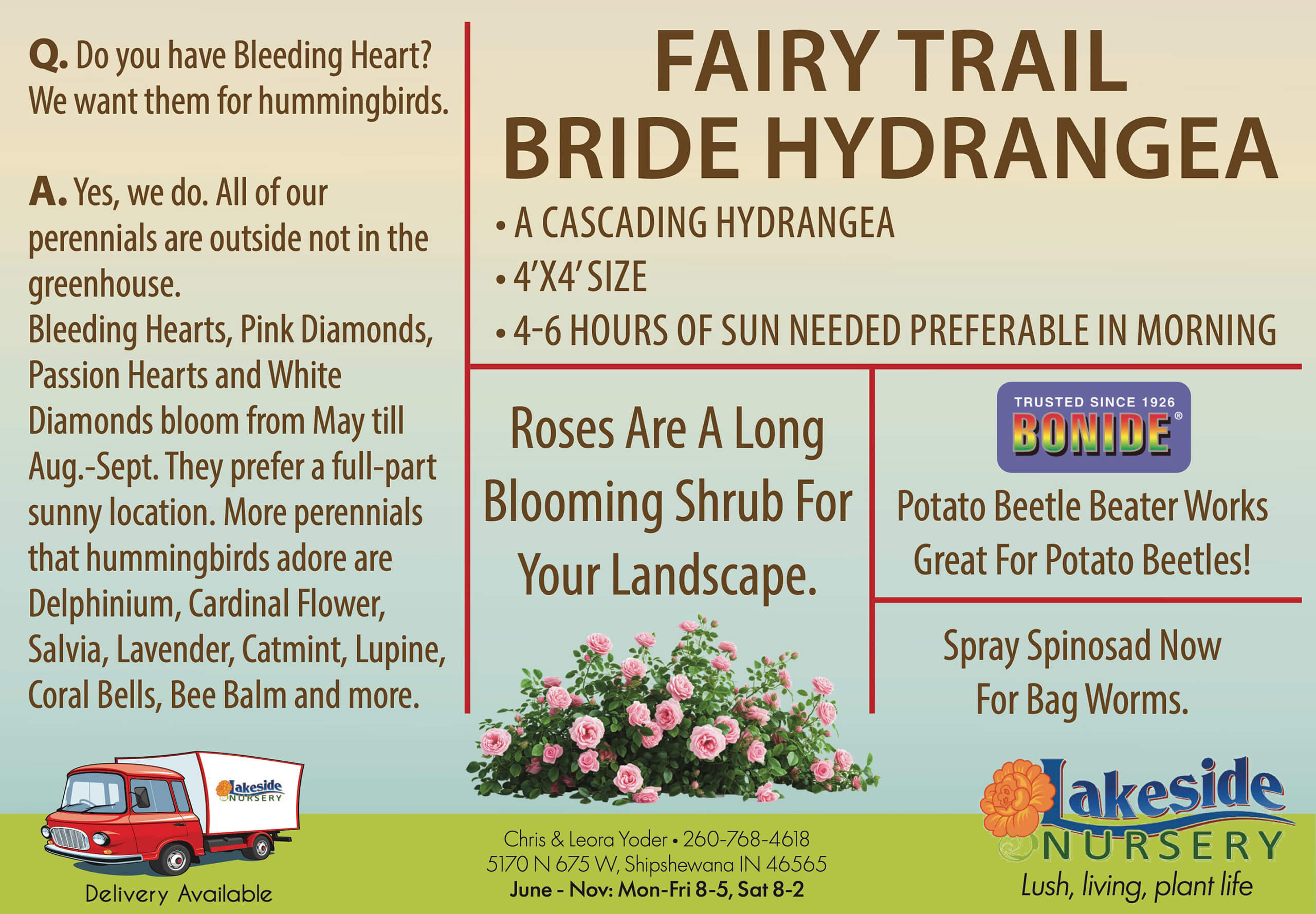 6.16.26 Lakeside Nursery Fairy Trail Bride Hydrangea Informational flyer about the Fairy Trail Bride Hydrangea, including care instructions, companion plants, pest solutions, and nursery contact details.