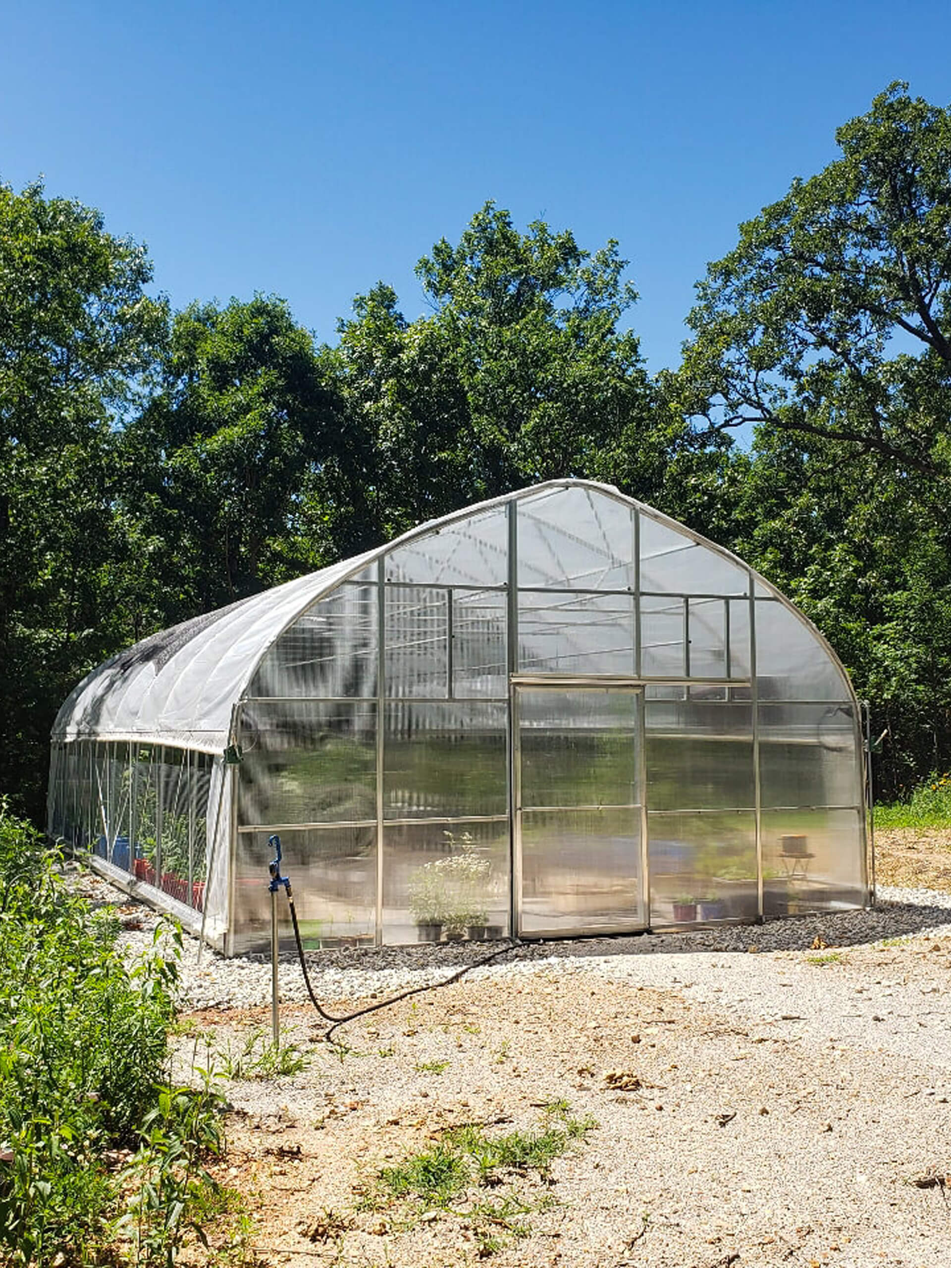 6.29.26 Sunny Crest Acres Commercial Greenhouse Gallery 1 A clear plastic greenhouse stands on a gravel surface, surrounded by trees and vegetation under a blue sky. A garden hose lies on the ground in front.