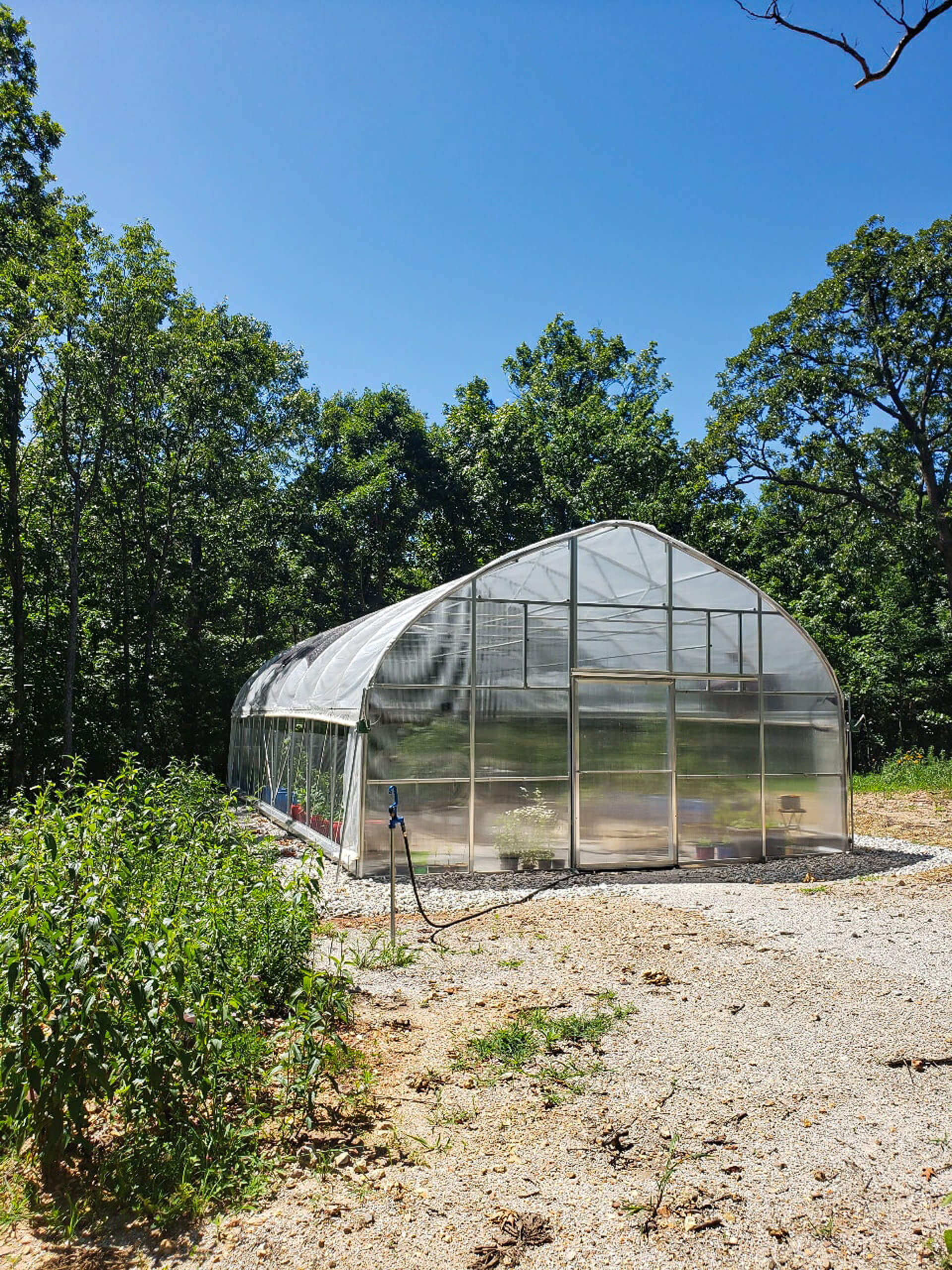 6.29.26 Sunny Crest Acres Commercial Greenhouse Gallery 2 A greenhouse with a curved roof stands on a gravel surface, surrounded by trees and vegetation under a clear blue sky.