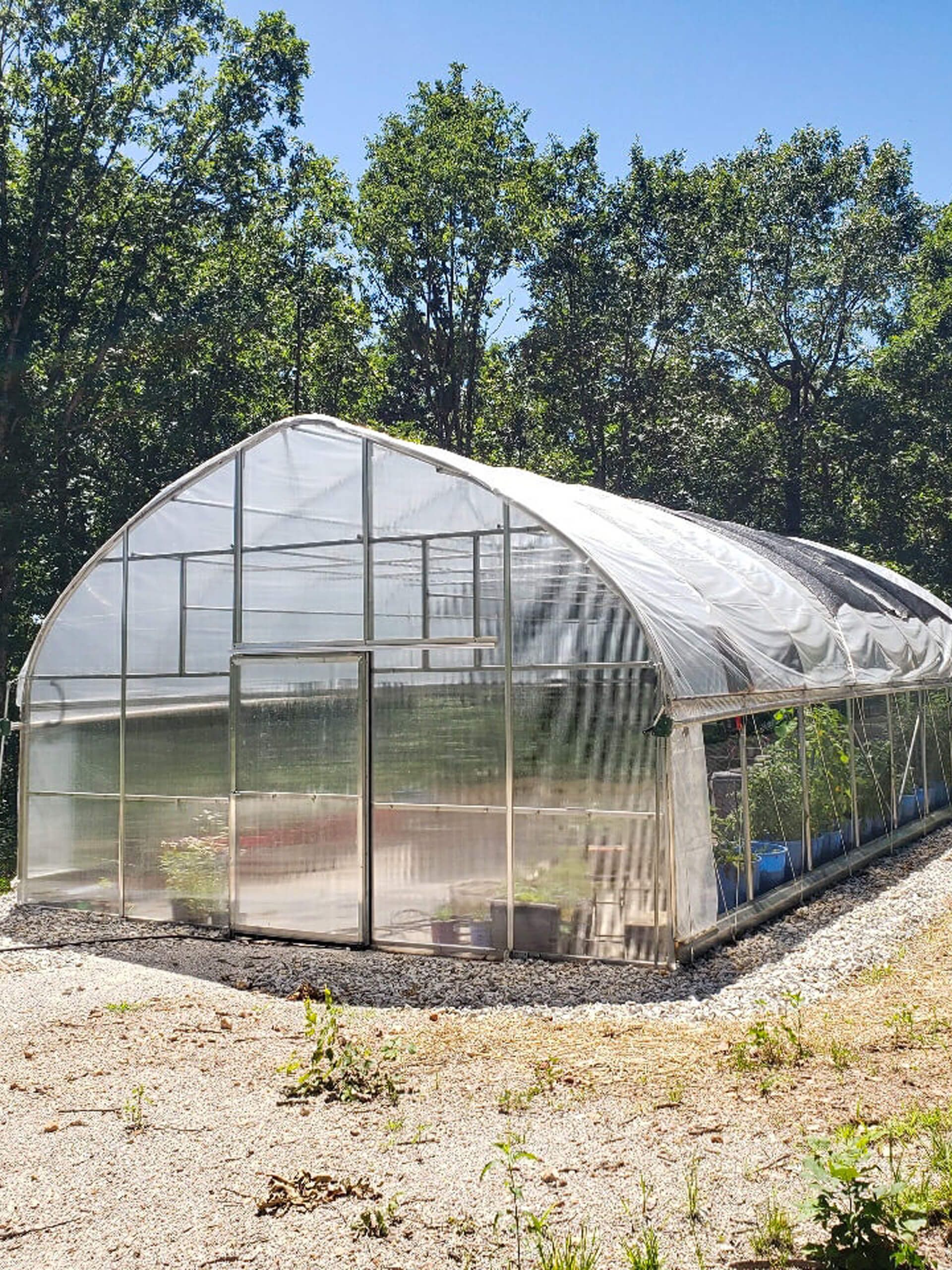 6.29.26 Sunny Crest Acres Commercial Greenhouse Gallery 3 A clear, arched greenhouse stands on a gravel base, surrounded by trees and vegetation under a bright blue sky.