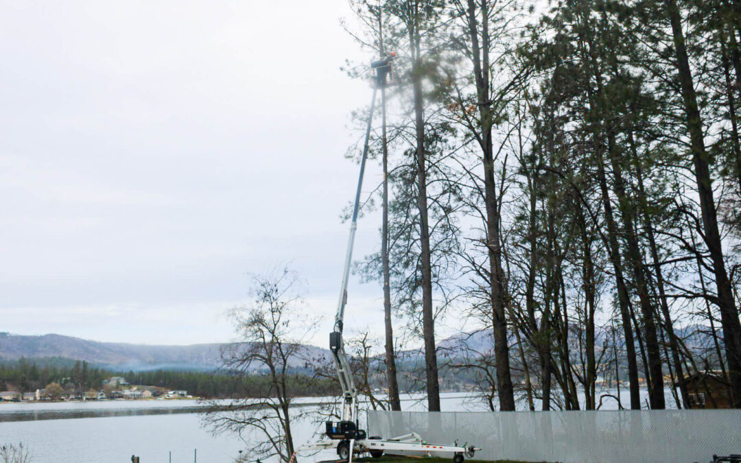 Treeco Tree Service Clayton, WA A person in a lift trims tall pine trees near a lakeside, with houses and hills visible across the water in the background.