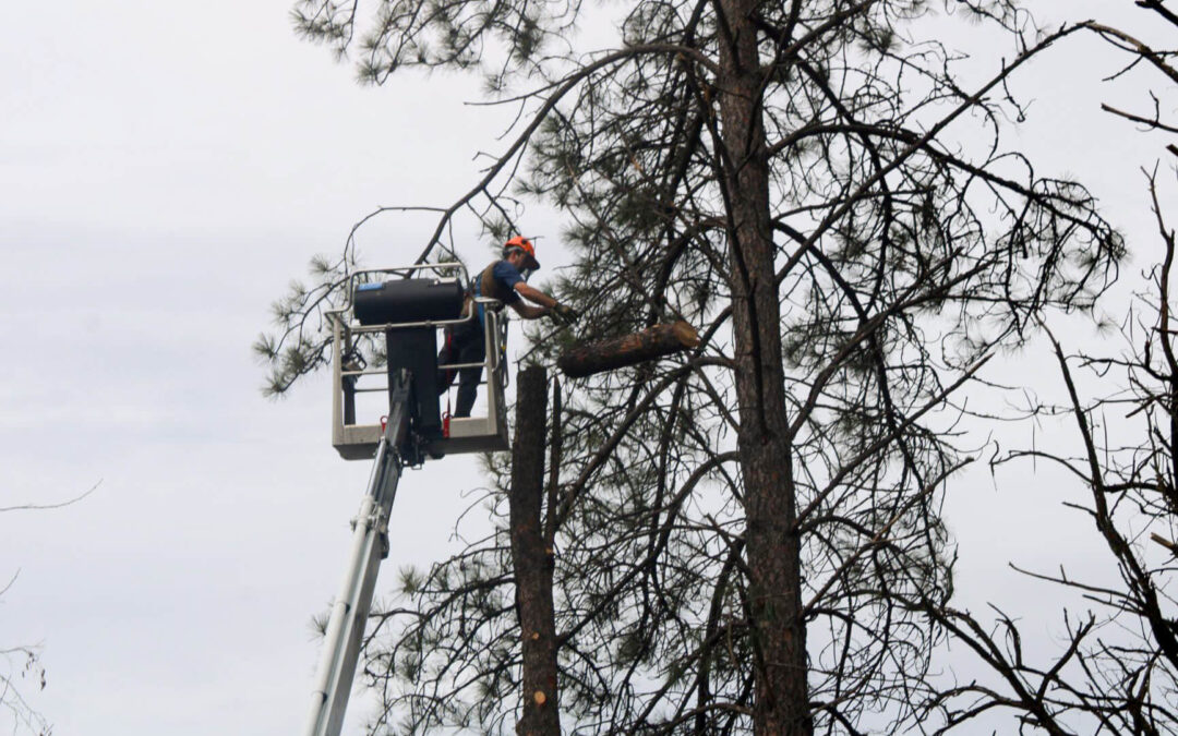 Treeco Tree Service Clayton, WA A worker in a safety harness uses a lift to cut a large branch from a tall pine tree against a cloudy sky.