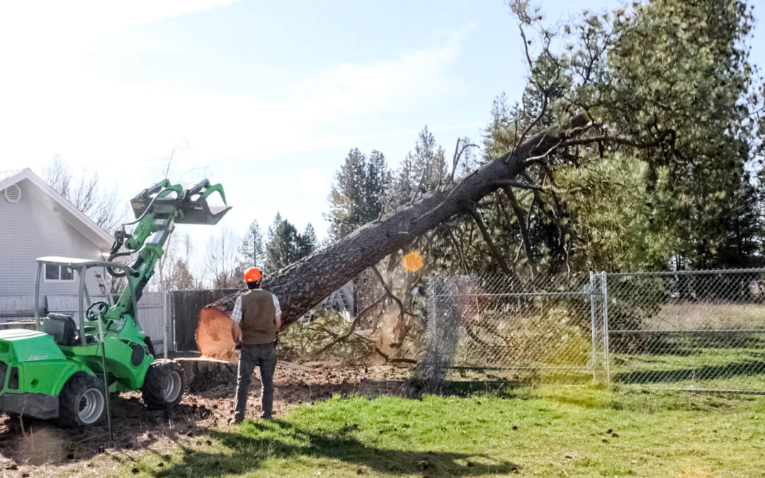 Treeco Tree Service Clayton, WA A worker in safety gear supervises as a green tractor supports a large tree being felled near a chain-link fence in a grassy yard.