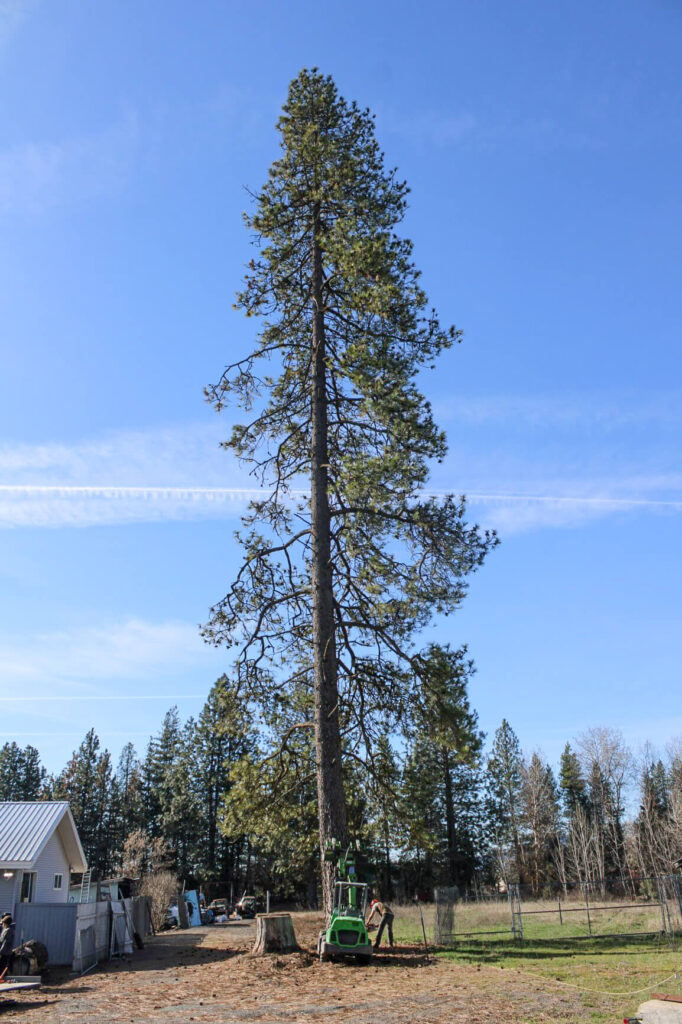 Treeco Tree Service Clayton, WA A tall pine tree stands in a yard with a small green machine at its base, surrounded by other trees and a house under a clear blue sky.