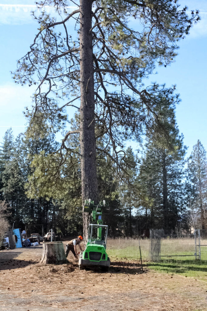 Treeco Tree Service Clayton, WA A worker operates green logging equipment at the base of a tall pine tree, preparing to remove it; a large tree stump is nearby.