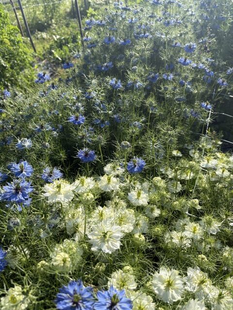 Swampy Hollow Greenhouse Gallery Cochranville, PA A garden bed filled with dense clusters of blue and white Nigella flowers, surrounded by green foliage in natural sunlight.
