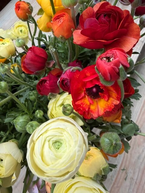 Swampy Hollow Greenhouse Gallery Cochranville, PA A bouquet of ranunculus flowers in shades of red, orange, and pale yellow, with green stems and buds, arranged on a wooden surface.