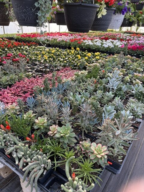 Swampy Hollow Greenhouse Gallery Cochranville, PA Rows of potted succulents and flowering plants are arranged on tables in a greenhouse, with hanging planters above.