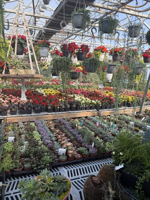 Swampy Hollow Greenhouse Gallery Cochranville, PA Rows of potted succulents and flowering plants are displayed in a greenhouse, with hanging baskets of flowers overhead and sunlight streaming through the glass roof.