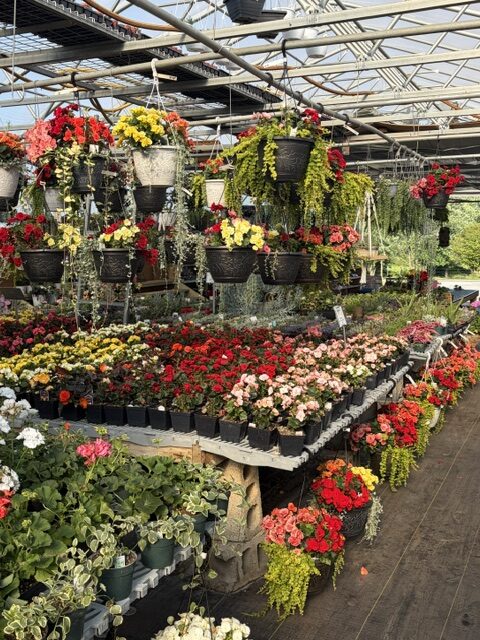 Swampy Hollow Greenhouse Gallery Cochranville, PA Rows of flowering plants in pots and hanging baskets are displayed in a greenhouse with a wooden floor and overhead metal framework.