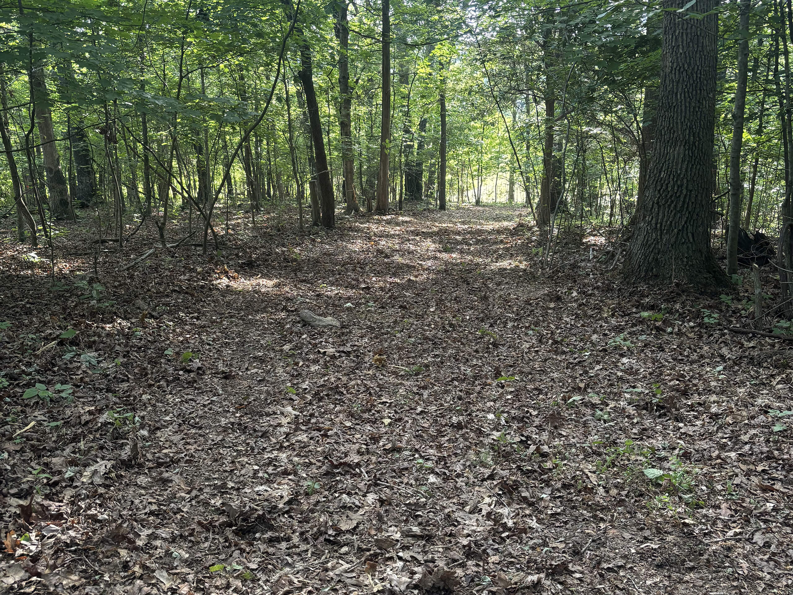 Frontier Land Services Excavating Equipment Irvington, KY A forest scene with a dirt path covered in dry leaves, surrounded by trees with green foliage, and sunlight filtering through the branches.