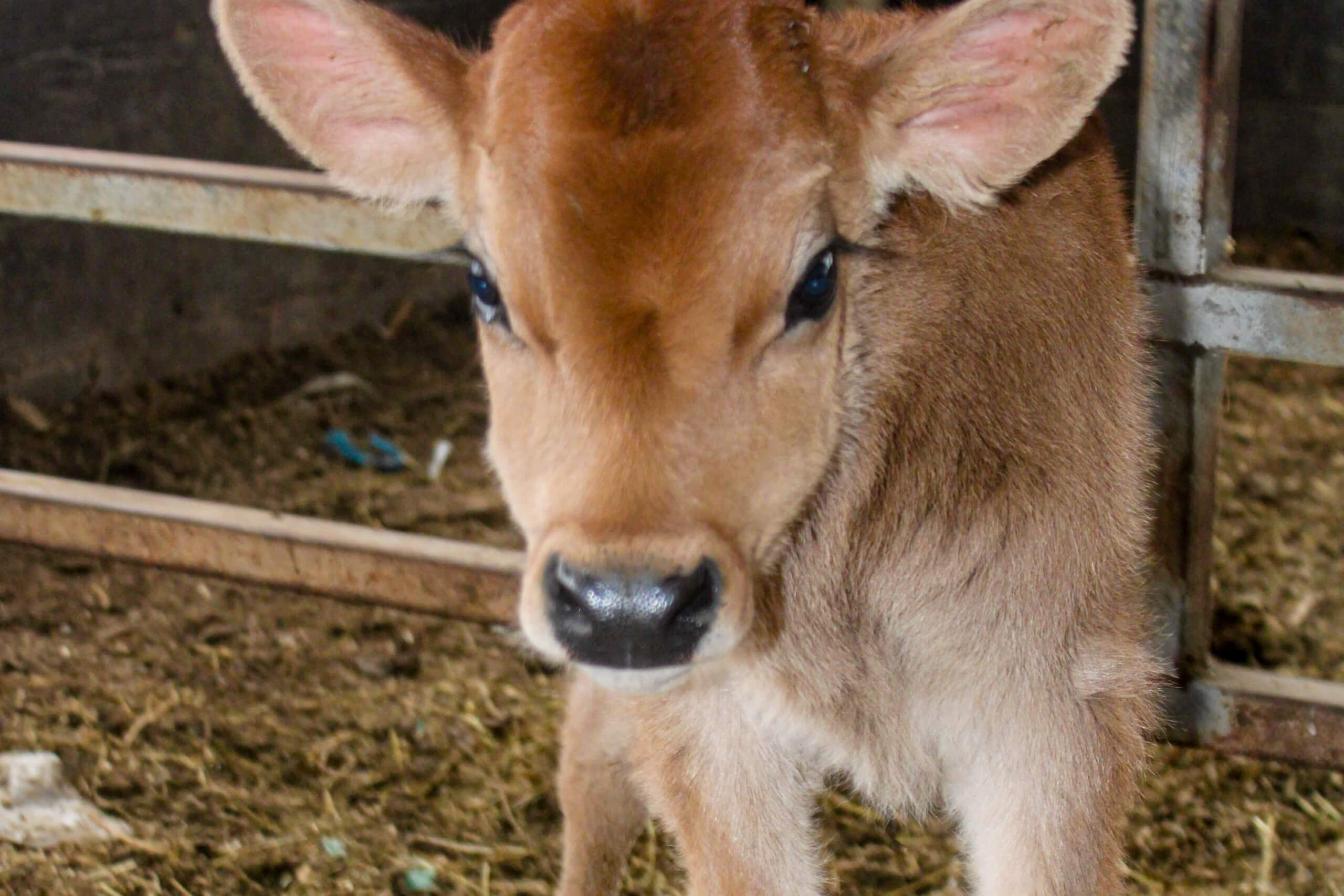 A brown calf with large ears stands on hay inside a pen, facing the camera. Metal bars and a dark background are visible behind the animal.