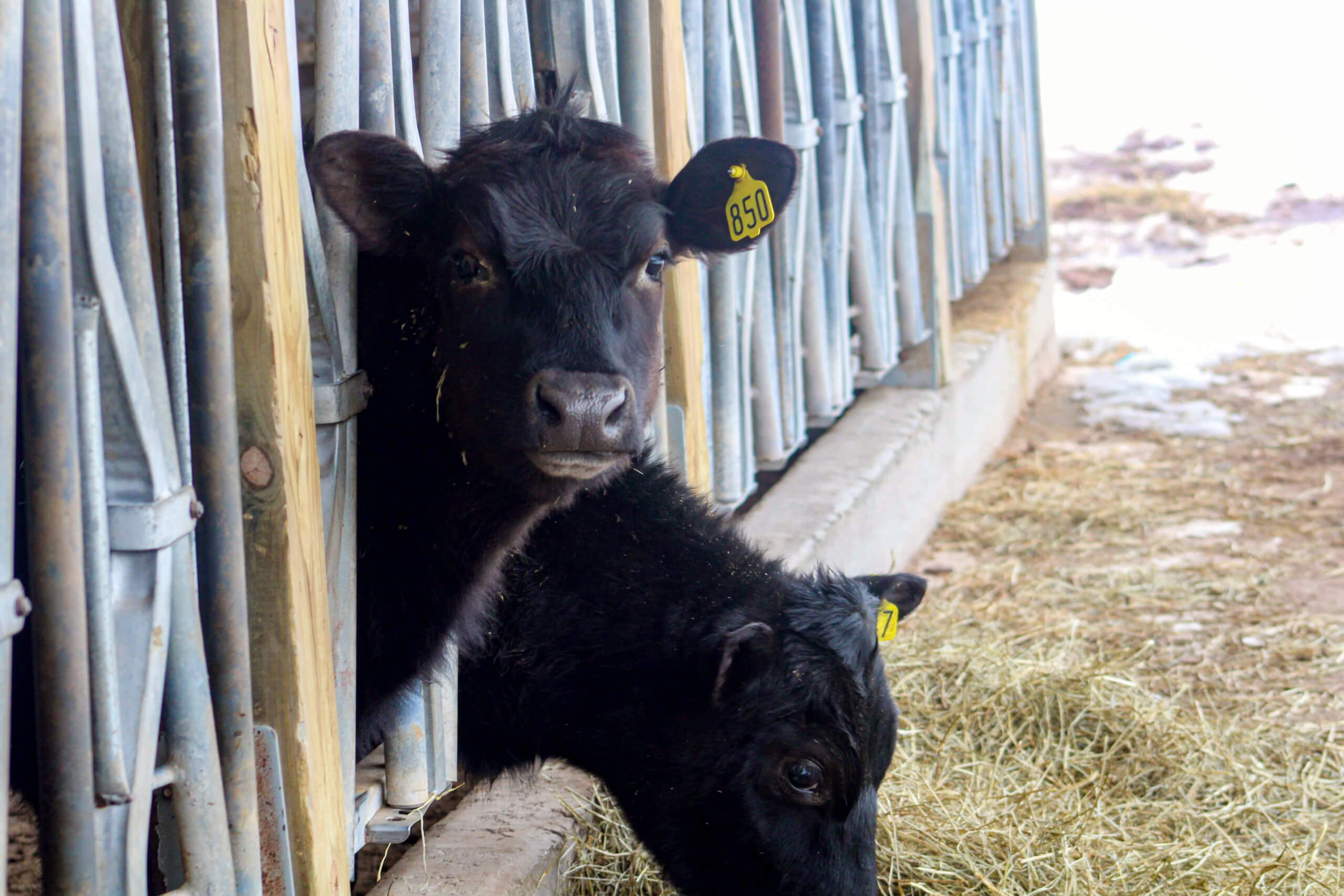 Two black calves with yellow ear tags are standing in adjacent metal pens, with hay scattered on the ground outside.