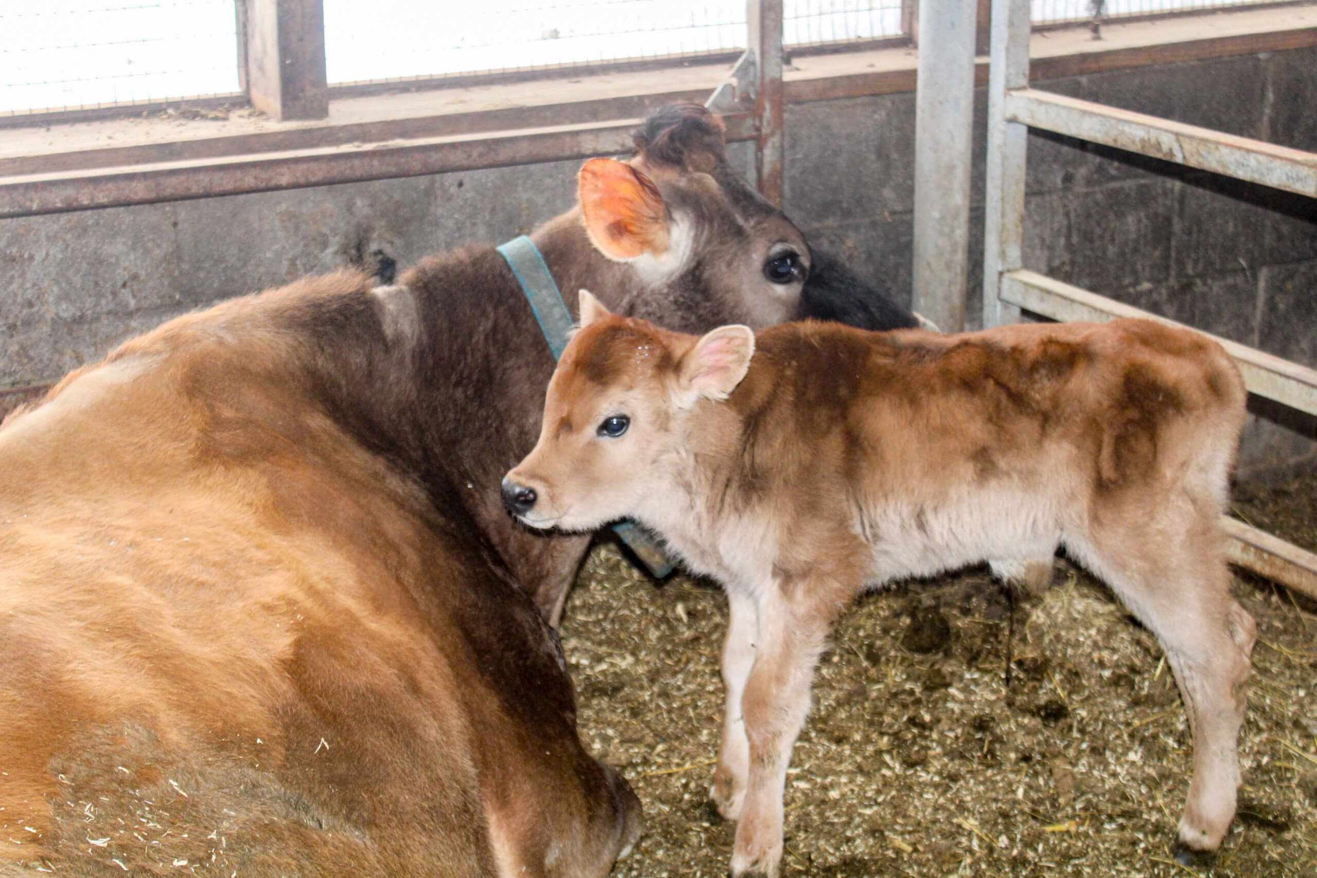 A calf stands beside a brown cow lying on straw inside a barn with metal fencing and concrete walls.