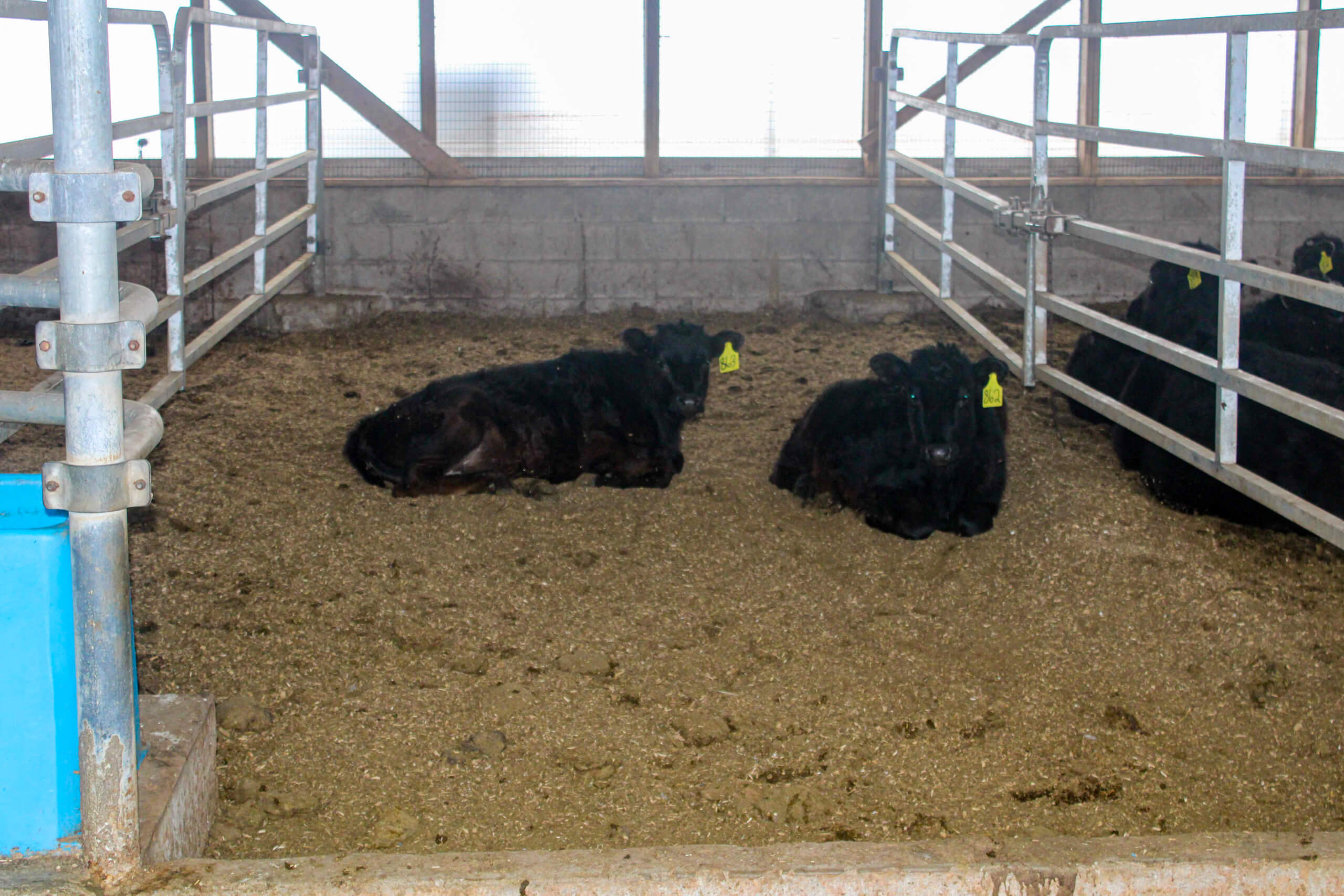 Two black cows with yellow ear tags are lying on the ground in a fenced indoor pen with a concrete wall and windows in the background.